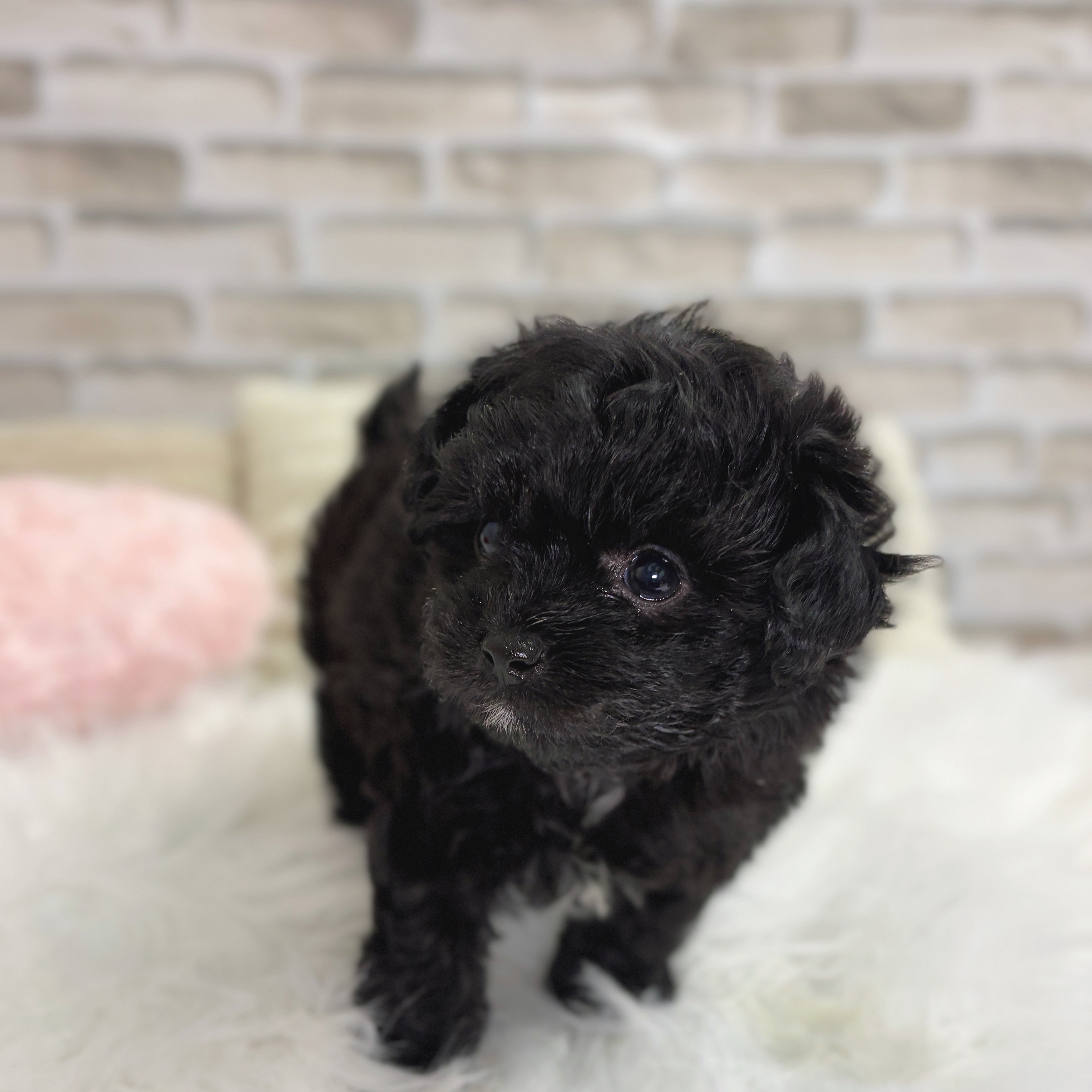 神奈川県のチワプー/プーチー(チワワ×プードル) (犬の家＆猫の里モザイクモール港北店/2025年10月14日生まれ/男の子/ブラック)の子犬の3枚目の画像