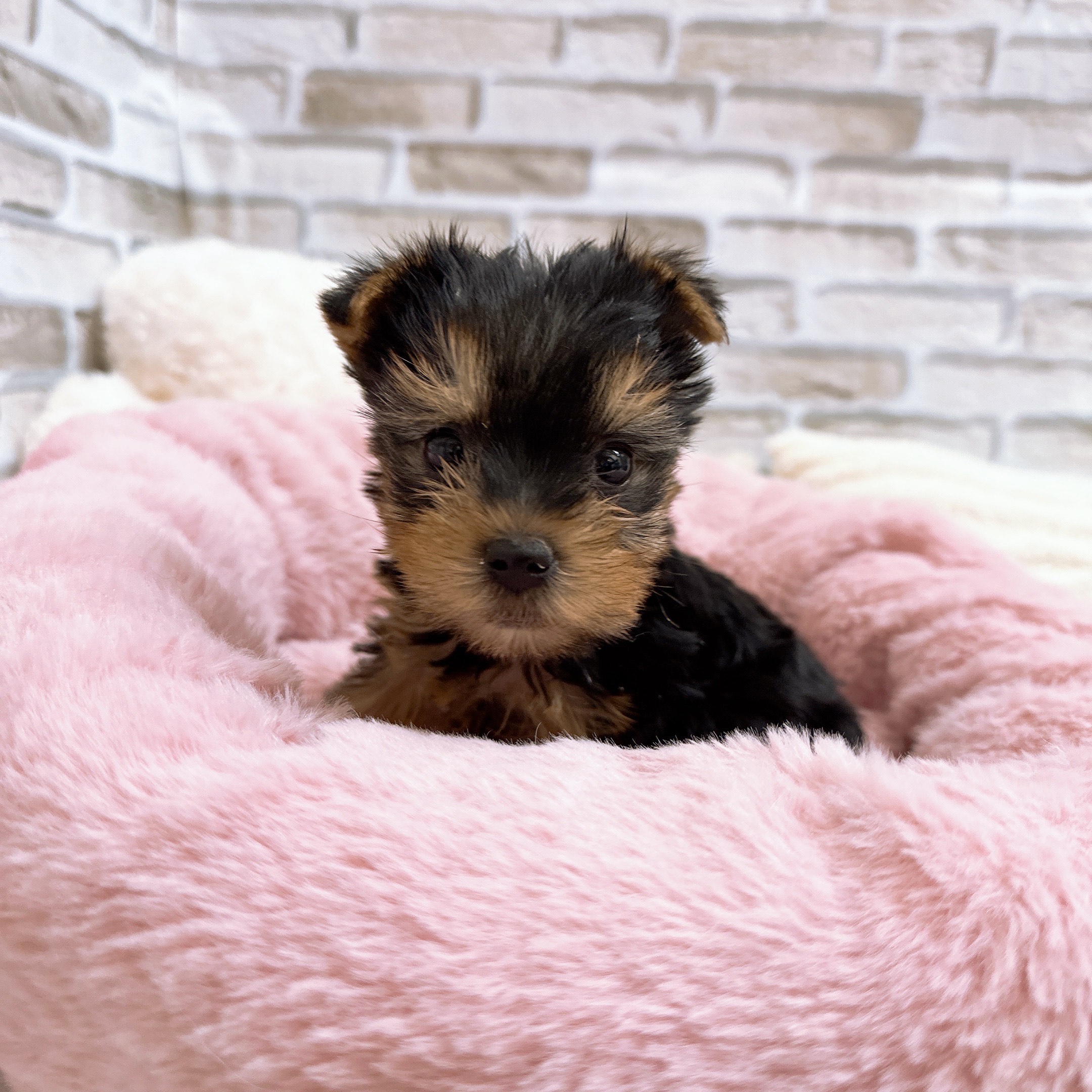 神奈川県のヨークシャーテリア (犬の家＆猫の里モザイクモール港北店/2025年10月13日生まれ/女の子/スチールブルータン)の子犬の3枚目の画像