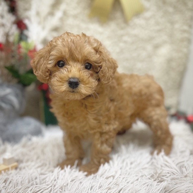 静岡県のトイプードル(トイ) (犬の家＆猫の里藤枝店/2025年10月13日生まれ/女の子/レッド)の子犬の3枚目の画像