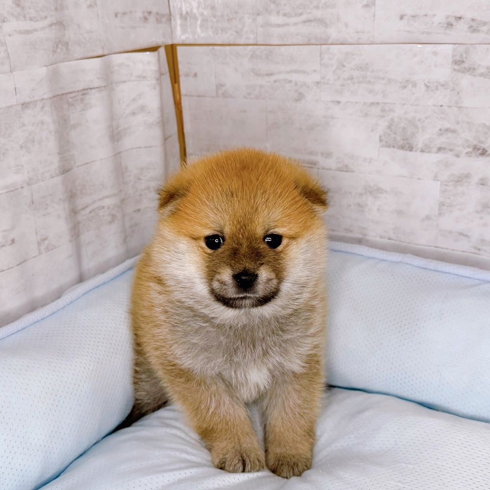 長野県のポメ柴/豆ポメ/ポメ豆柴(ポメラニアン×柴犬) (犬の家＆猫の里塩尻店/2025年10月14日生まれ/女の子/赤)の子犬の1枚目の画像