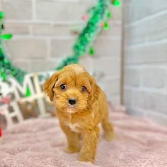 静岡県のコッカプー(アメリカンコッカースパニエル×プードル) (犬の家＆猫の里プレ葉ウォーク浜北店/2025年10月12日生まれ/女の子/レッドホワイト)の子犬の3枚目の画像