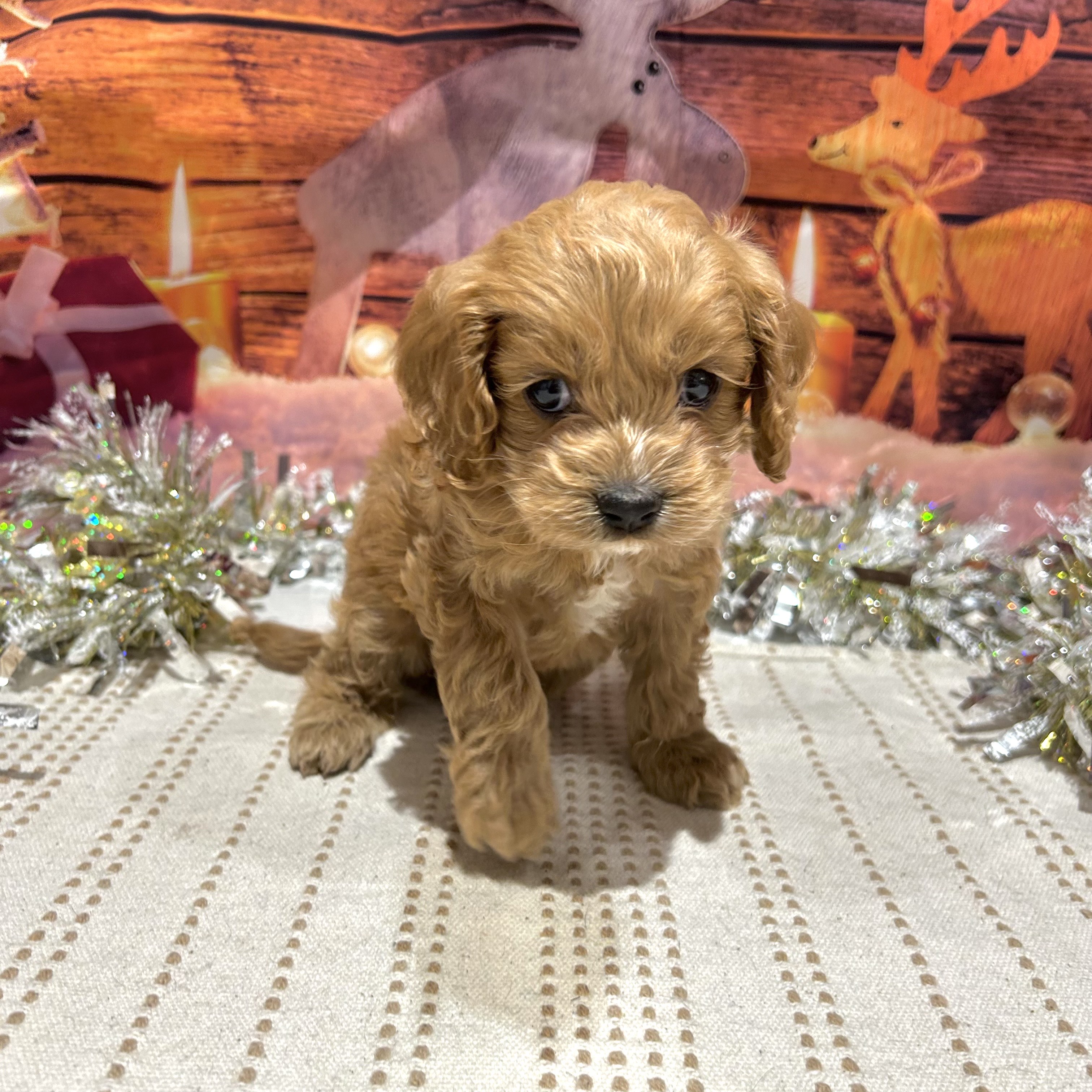 福岡県のコッカプー(アメリカンコッカースパニエル×プードル) (犬の家＆猫の里トリアス久山店/2025年10月12日生まれ/女の子/レッド)の子犬の3枚目の画像