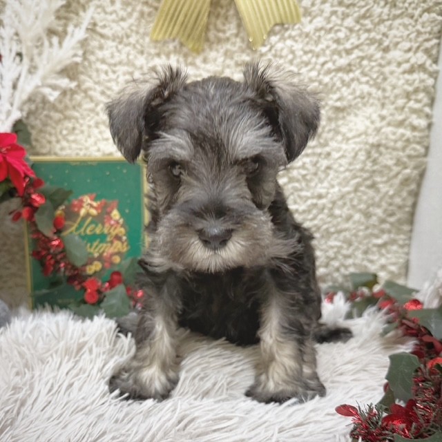 静岡県のミニチュアシュナウザー (犬の家＆猫の里藤枝店/2025年10月14日生まれ/男の子/ソルトペッパー)の子犬の1枚目の画像