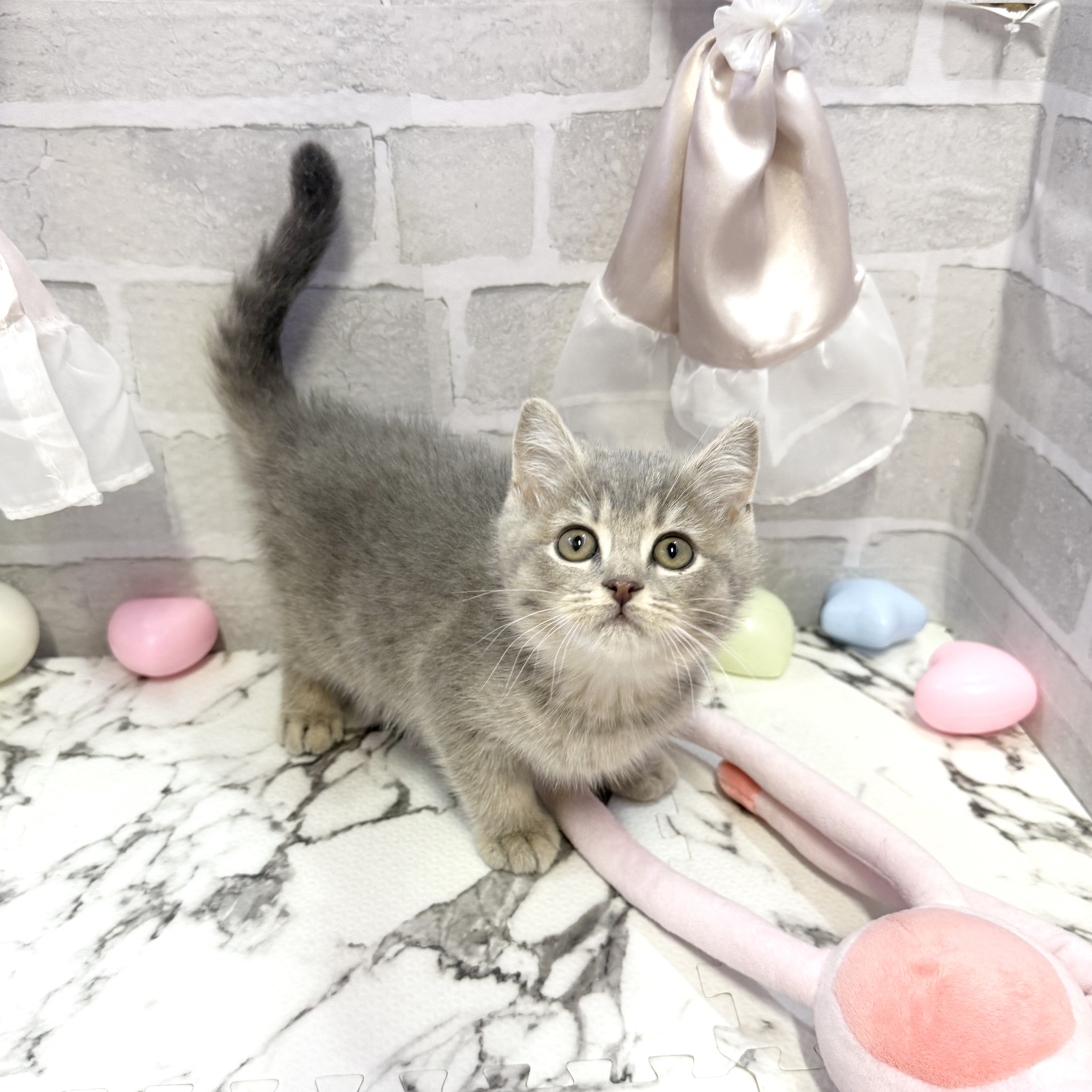 愛知県のブリティッシュショートヘアー (犬の家＆猫の里岡崎店/2025年10月7日生まれ/男の子/ブルーシェーデッドゴールデン)の子猫の3枚目の画像