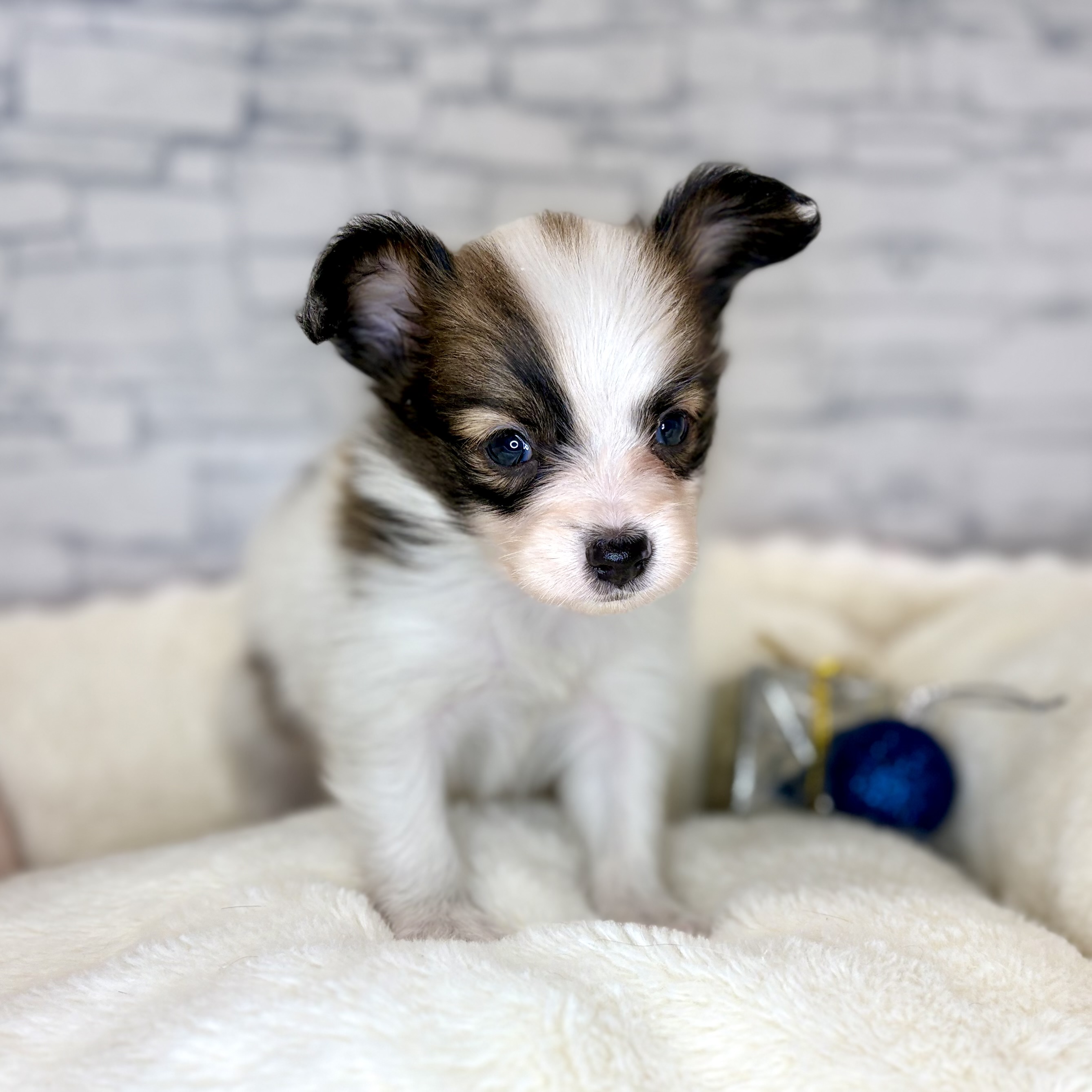 長野県のパピヨン (犬の家＆猫の里長野店/2025年10月14日生まれ/女の子/ホワイトブラウン)の子犬の3枚目の画像