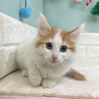 静岡県のノルウェージャンフォレストキャット (犬の家＆猫の里マークイズ静岡店/2025年10月10日生まれ/女の子/ホワイトレッド)の子猫の3枚目の画像