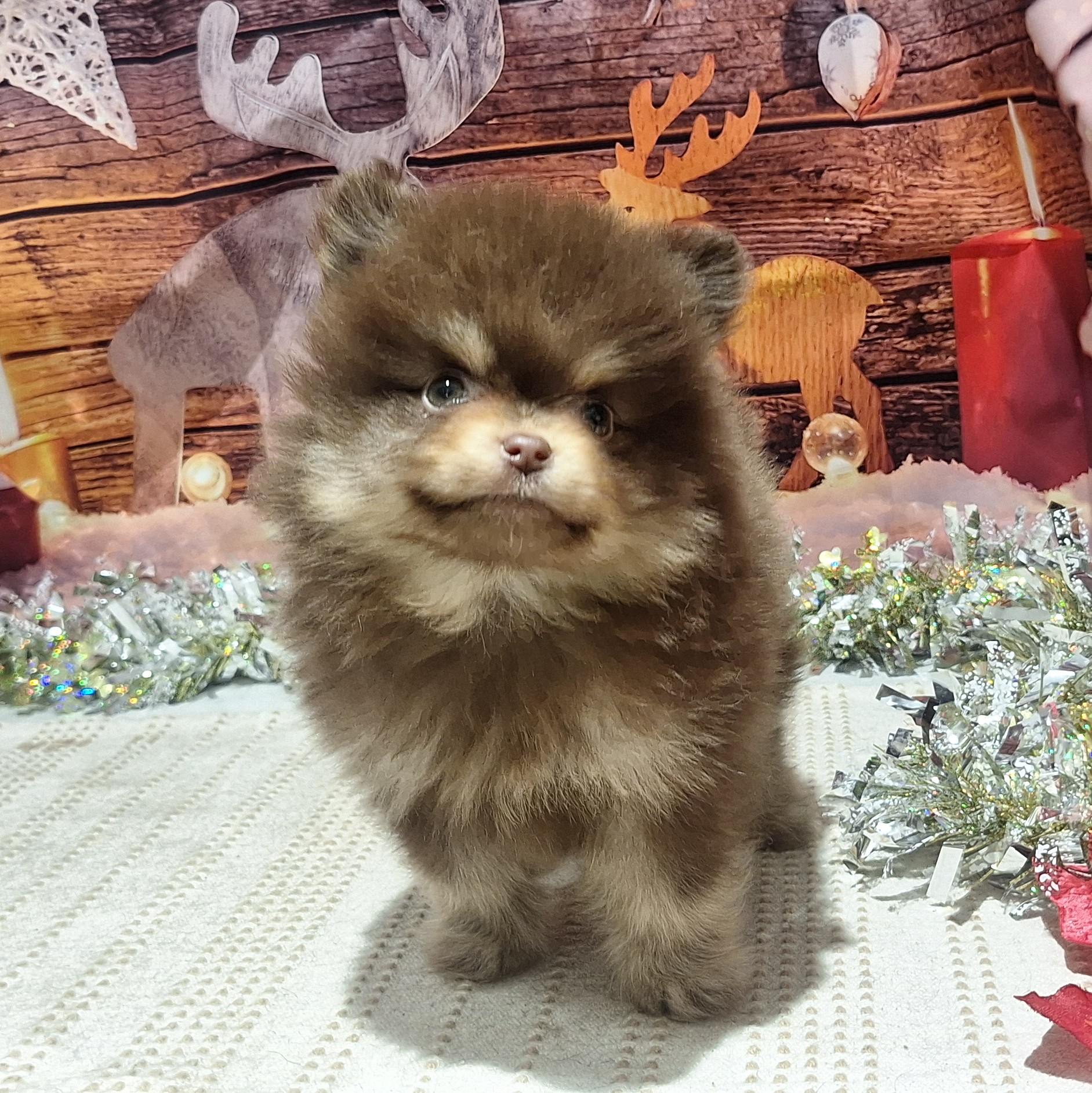 福岡県のポメラニアン (犬の家＆猫の里トリアス久山店/2025年10月13日生まれ/男の子/チョコレートタン)の子犬の3枚目の画像