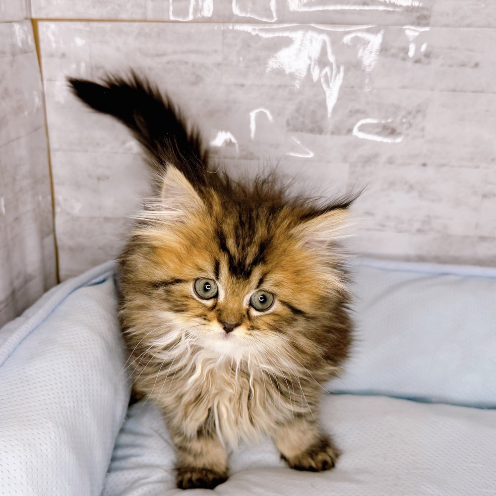 長野県のマンチカン (犬の家＆猫の里塩尻店/2025年10月14日生まれ/女の子/ブラウンタビー)の子猫の3枚目の画像