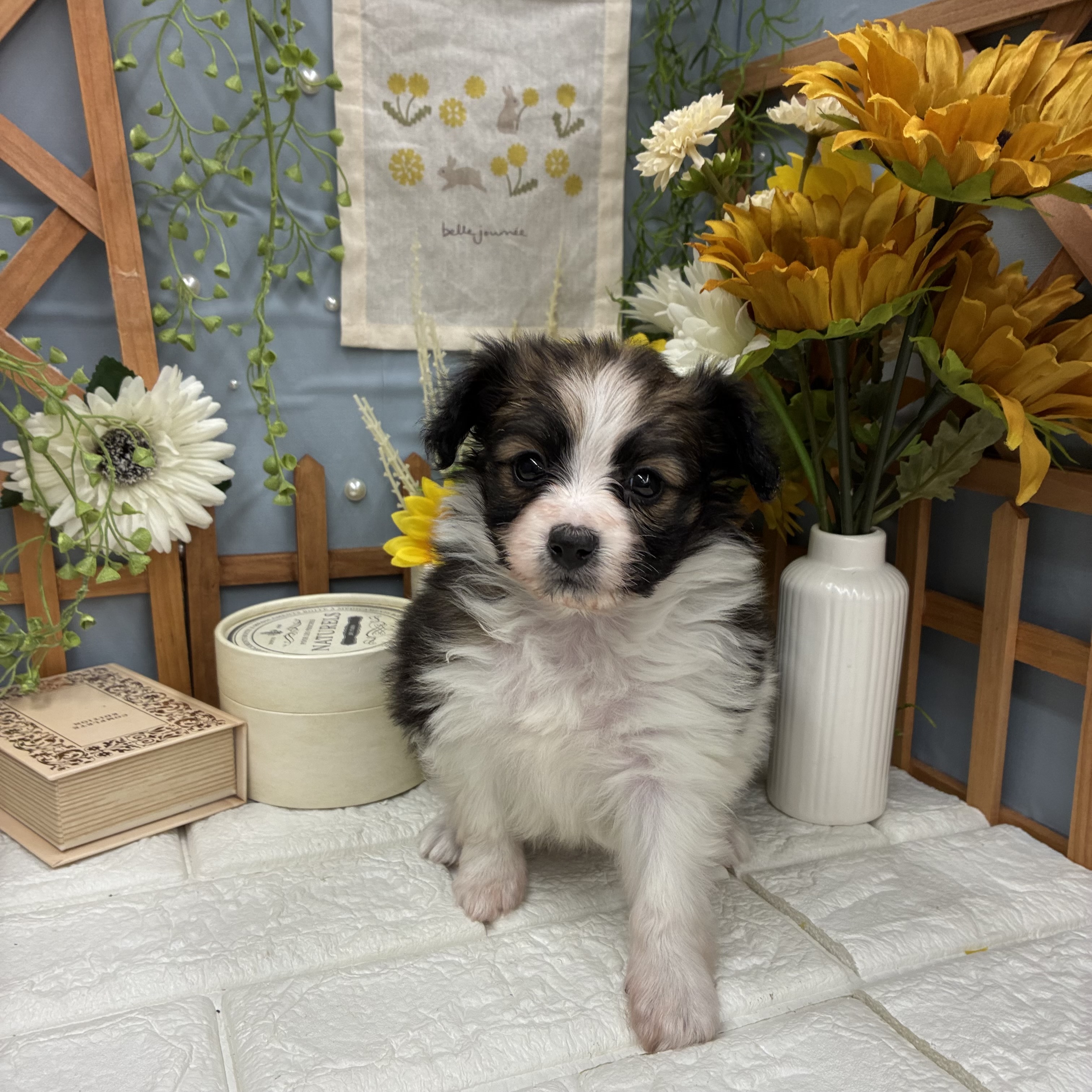 千葉県のパピヨン (犬の家＆猫の里ワンズモール稲毛店/2025年10月14日生まれ/女の子/ホワイトブラウン)の子犬の3枚目の画像