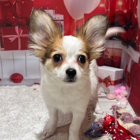 福岡県のパピチー/チワパピ(パピヨン×チワワ) (犬の家＆猫の里トリアス久山店/2025年10月14日生まれ/女の子/ホワイトブラウン)の子犬の3枚目の画像