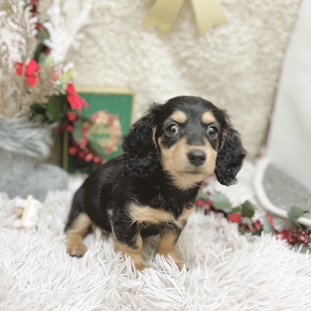 静岡県のミニチュアダックスフンド(ロング) (犬の家＆猫の里藤枝店/2025年10月12日生まれ/女の子/ブラックタン)の子犬の3枚目の画像