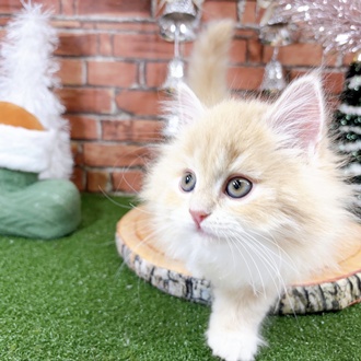 神奈川県のサイベリアン (犬の家＆猫の里小田原店/2025年10月12日生まれ/女の子/クリームタビー)の子猫の3枚目の画像