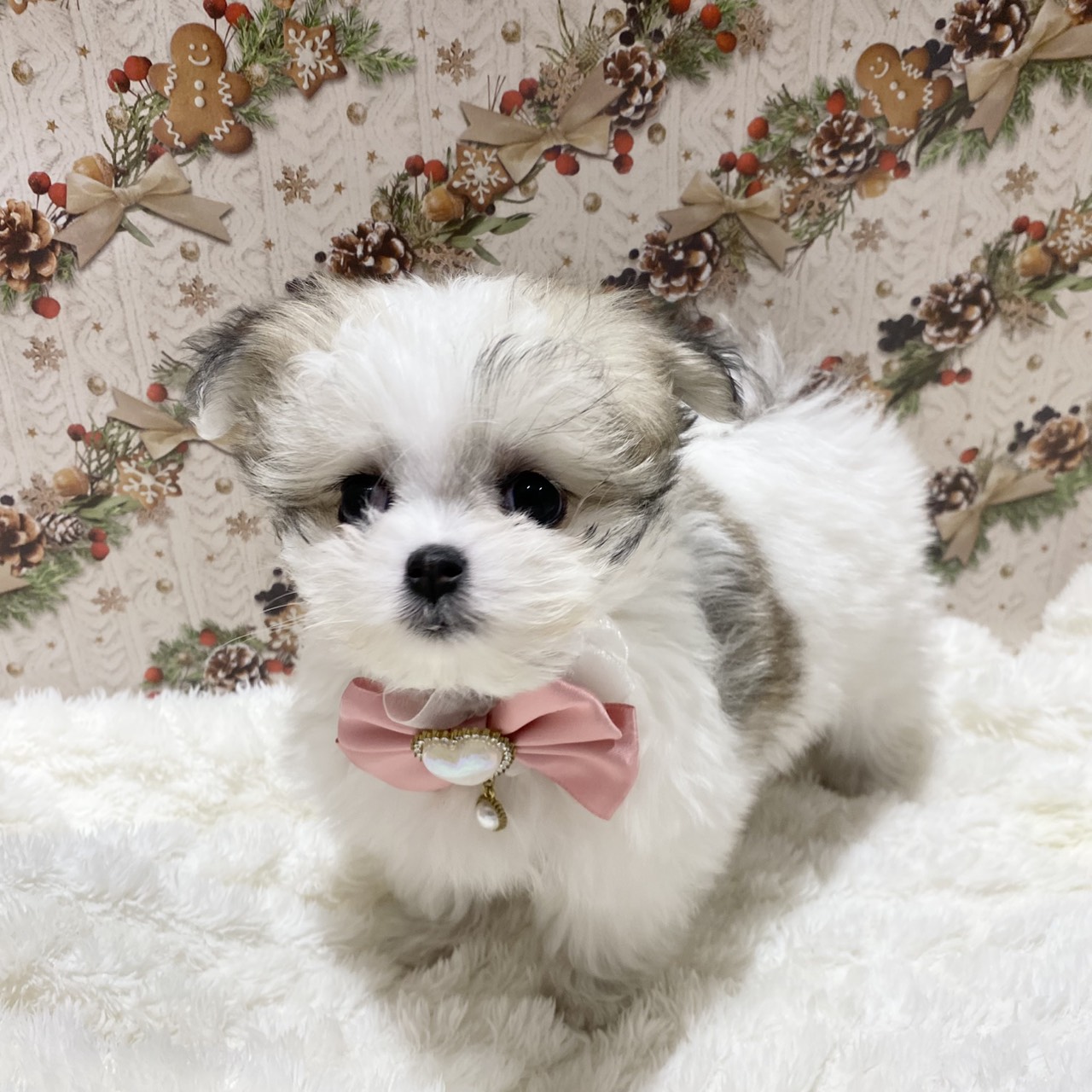 ハーフ犬女の子の写真