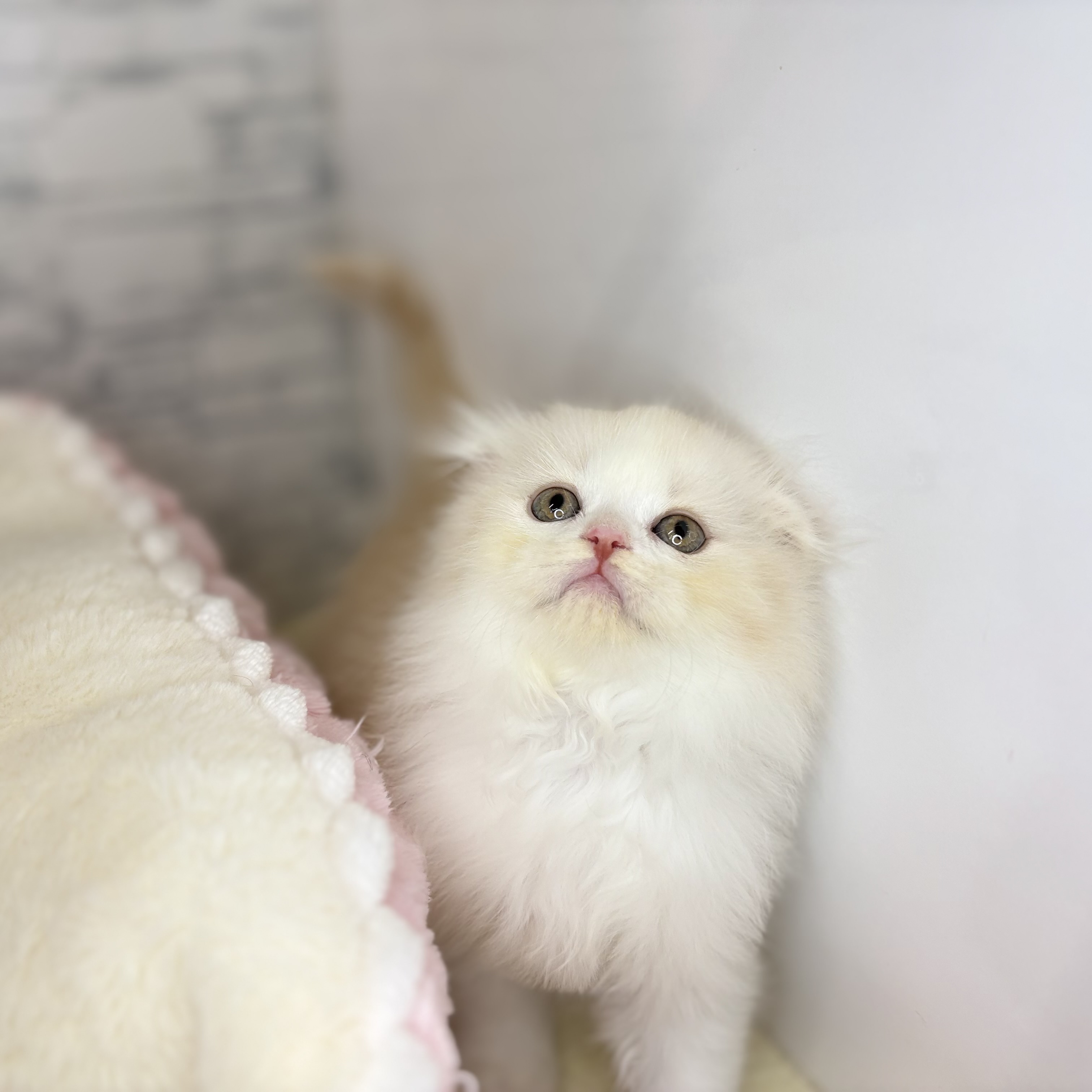 長野県のスコティッシュフォールド (犬の家＆猫の里長野店/2025年10月14日生まれ/女の子/クリームカメオタビーホワイト)の子猫の3枚目の画像