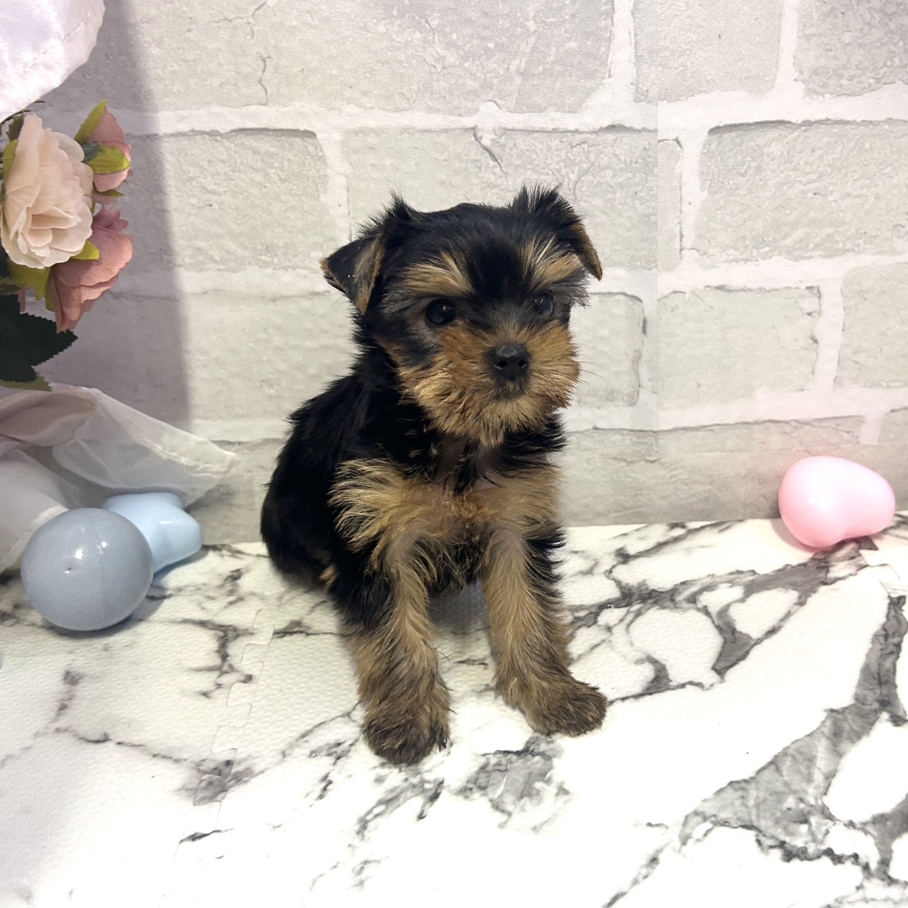 愛知県のヨークシャーテリア (犬の家＆猫の里岡崎店/2025年10月13日生まれ/女の子/スチールブルータン)の子犬の3枚目の画像