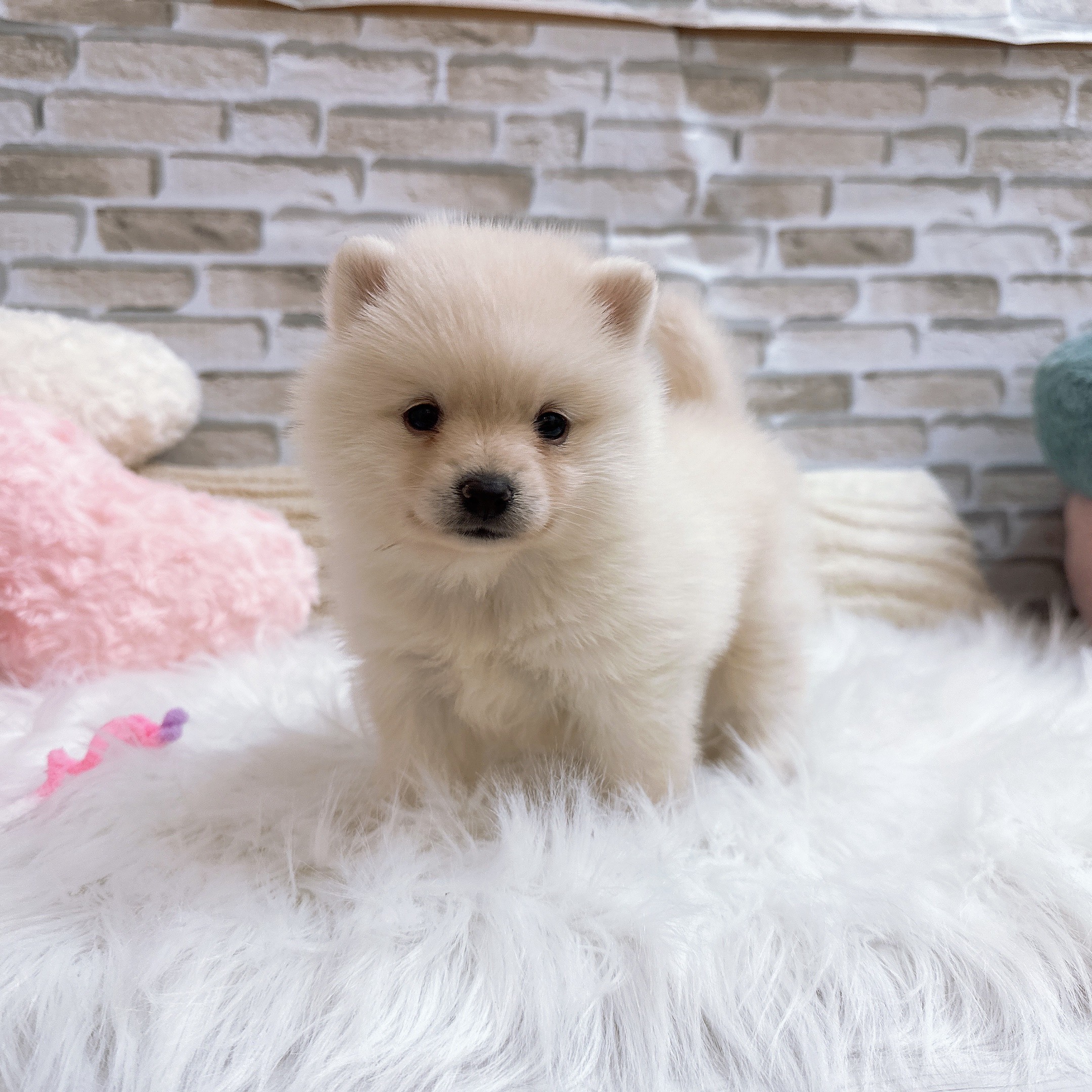 神奈川県のポメ柴/豆ポメ/ポメ豆柴(ポメラニアン×柴犬) (犬の家＆猫の里モザイクモール港北店/2025年10月13日生まれ/女の子/白)の子犬の3枚目の画像