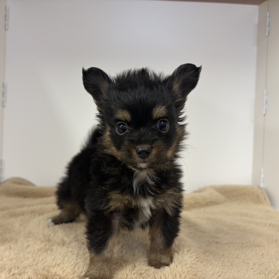 神奈川県のパピチー/チワパピ(パピヨン×チワワ) (犬の家＆猫の里相模原店/2025年10月13日生まれ/男の子/ブラックタンホワイト)の子犬の1枚目の画像