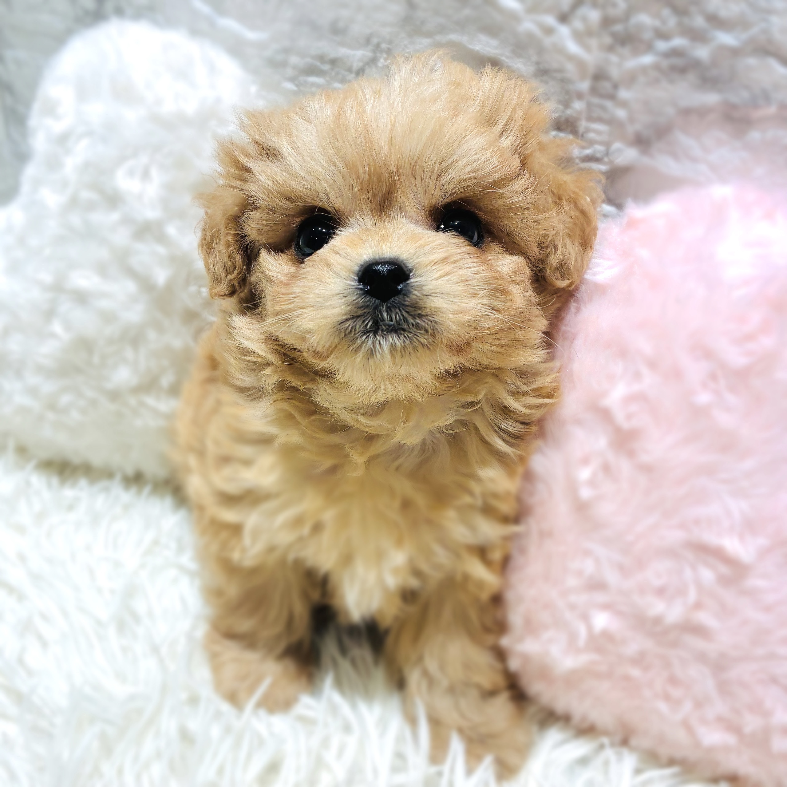 福岡県のチワプー/プーチー(チワワ×プードル) (犬の家＆猫の里くりえいと宗像店/2025年10月12日生まれ/男の子/アプリコット)の子犬の3枚目の画像