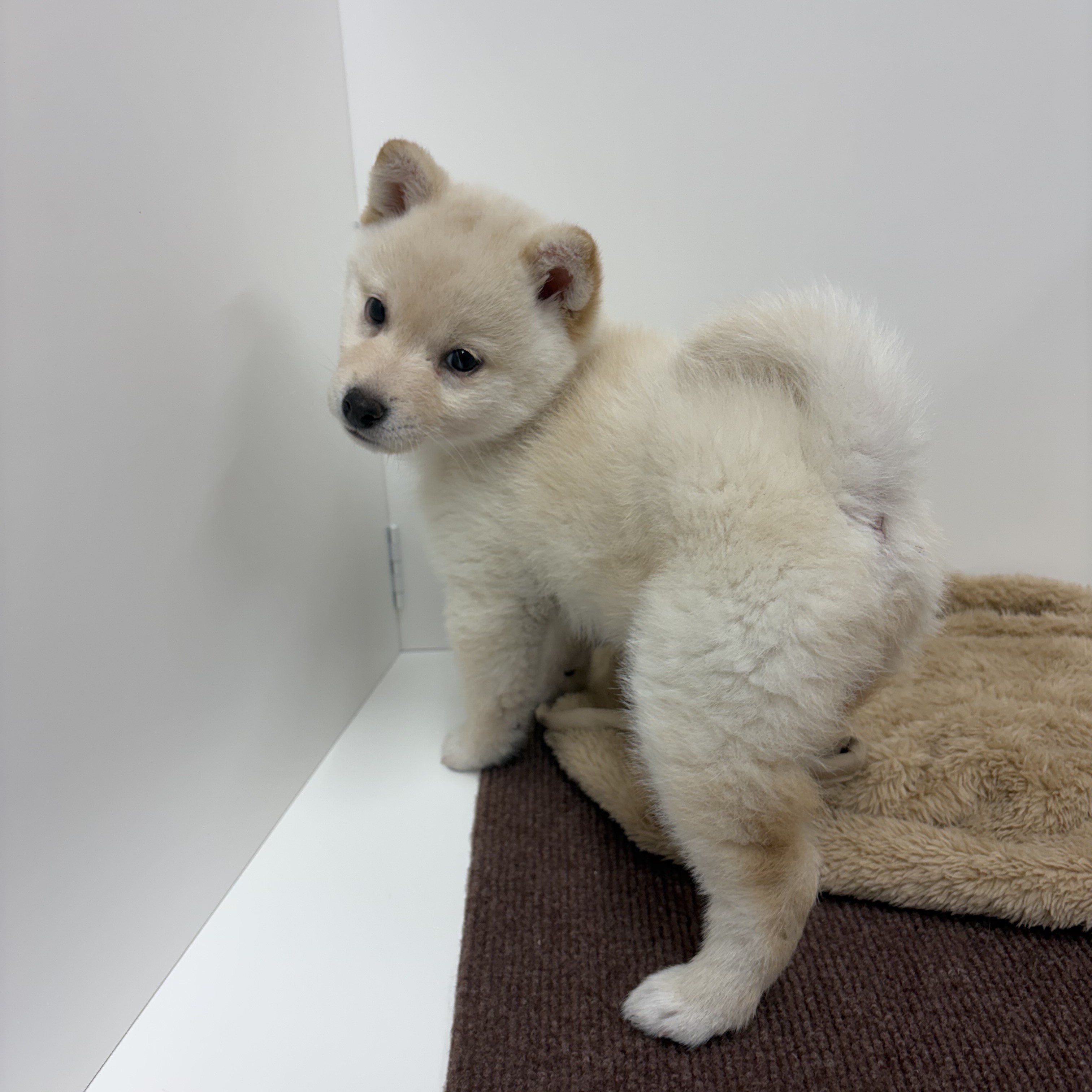 神奈川県の柴犬(標準サイズ) (犬の家＆猫の里相模原店/2025年10月14日生まれ/女の子/白)の子犬の3枚目の画像