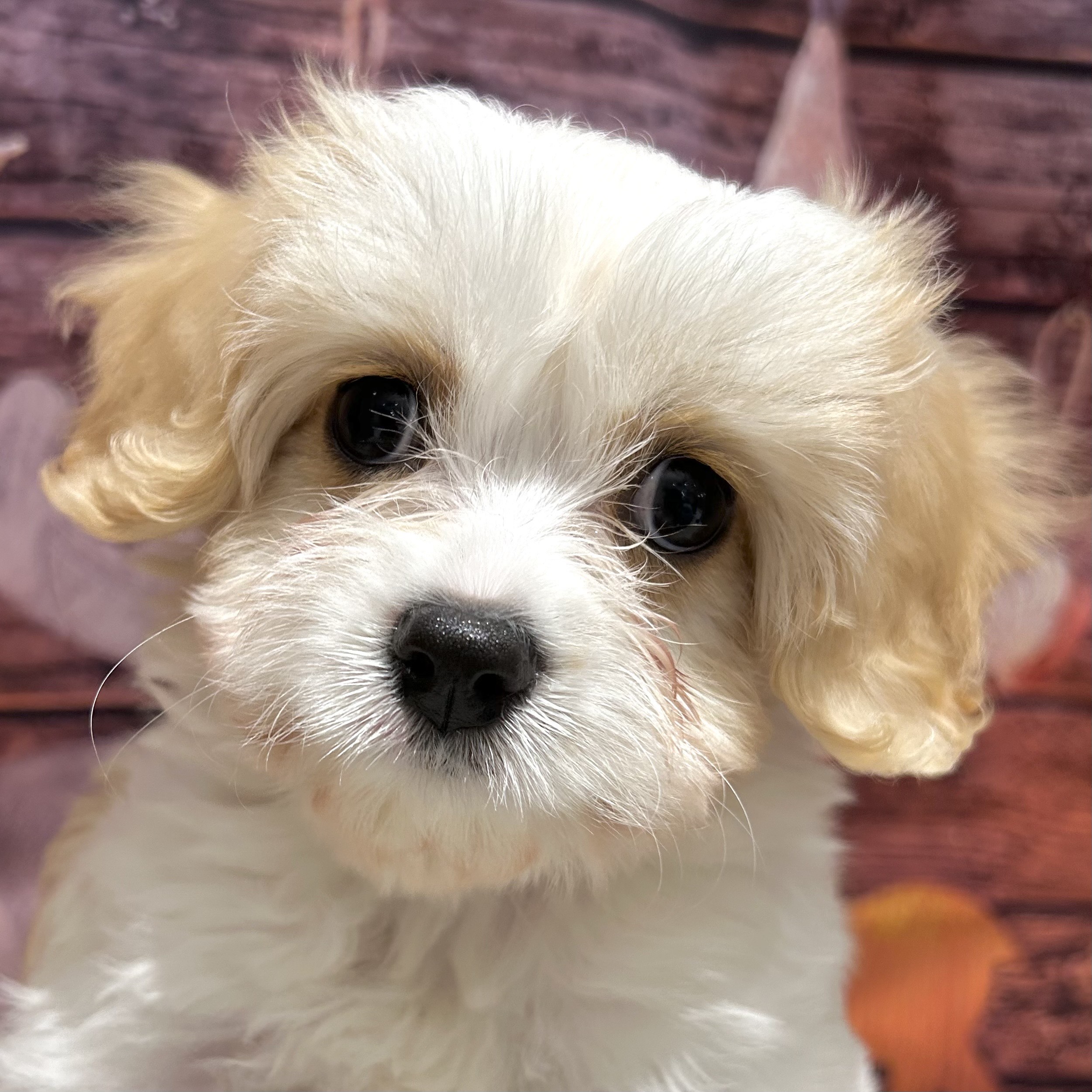 福岡県のハーフ犬・ミックス犬 (犬の家＆猫の里トリアス久山店/2025年10月13日生まれ/女の子/ブレンハイム)の子犬の1枚目の画像