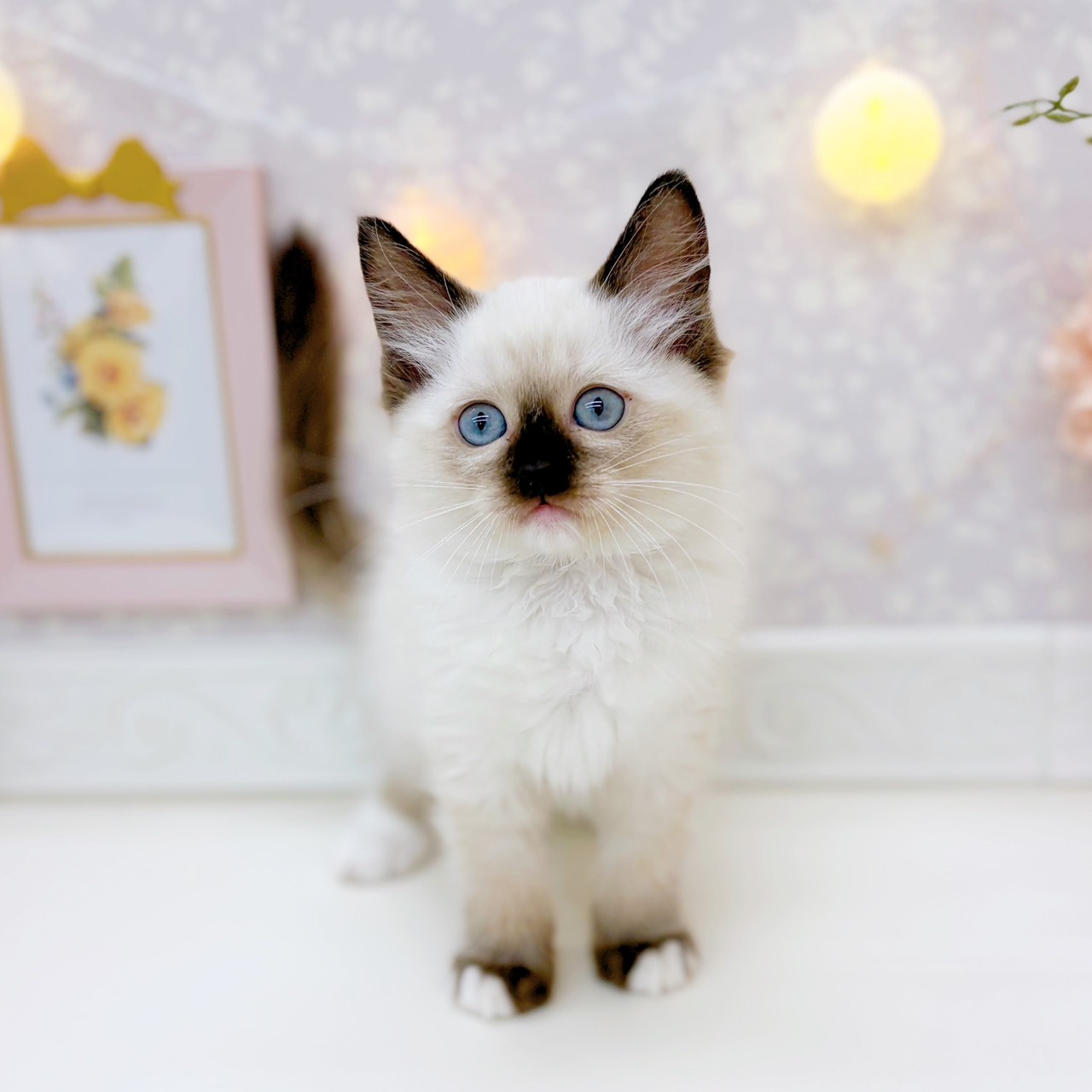 富山県のラグドール (犬の家＆猫の里富山店/2025年10月13日生まれ/女の子/シールポイントミテッド)の子猫の3枚目の画像