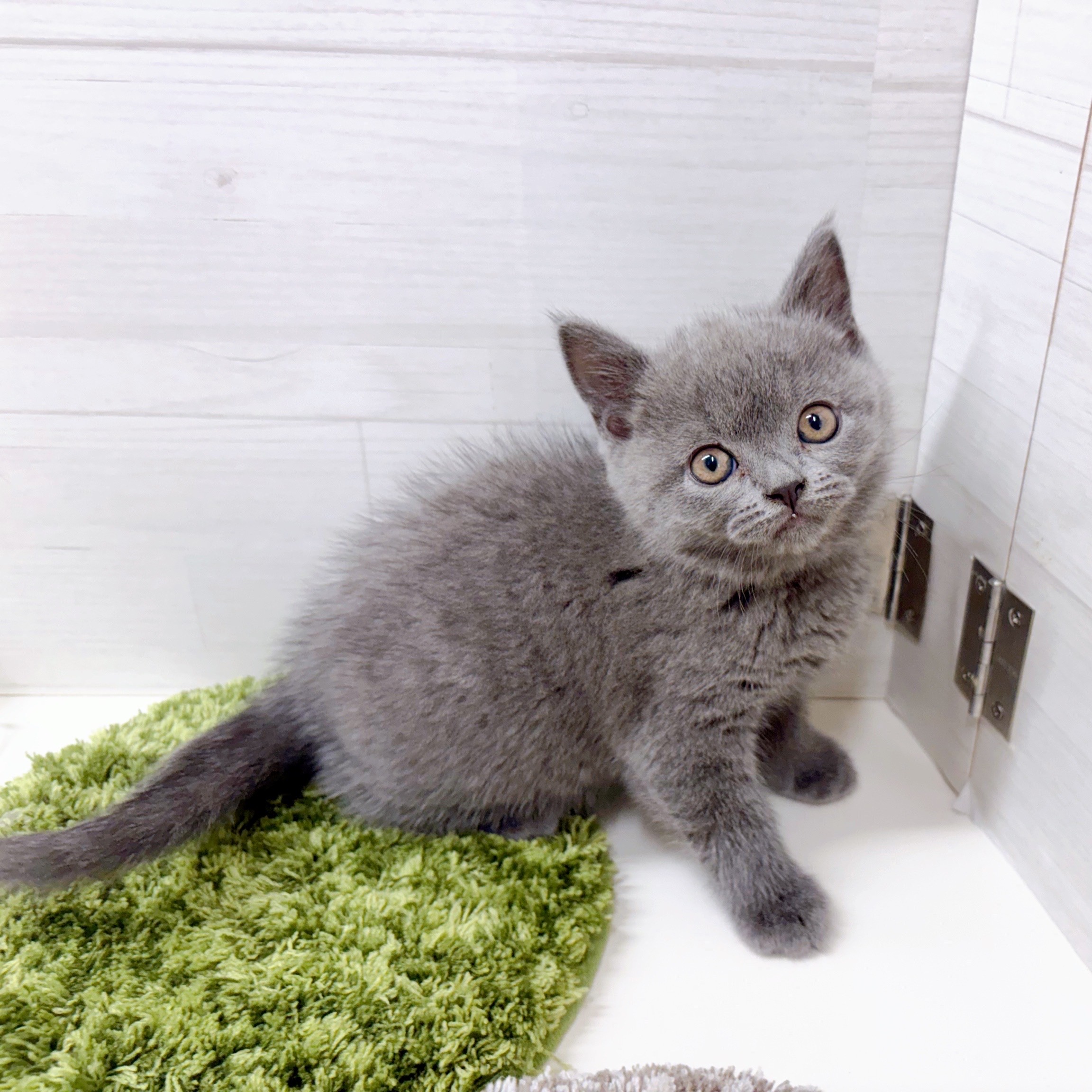 石川県のブリティッシュショートヘアー (犬の家＆猫の里アミーゴ金沢おこばた店/2025年10月13日生まれ/女の子/ブルー)の子猫の3枚目の画像