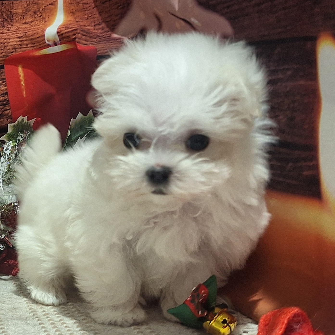 福岡県のマルチーズ (犬の家＆猫の里トリアス久山店/2025年10月13日生まれ/女の子/ホワイト)の子犬の3枚目の画像