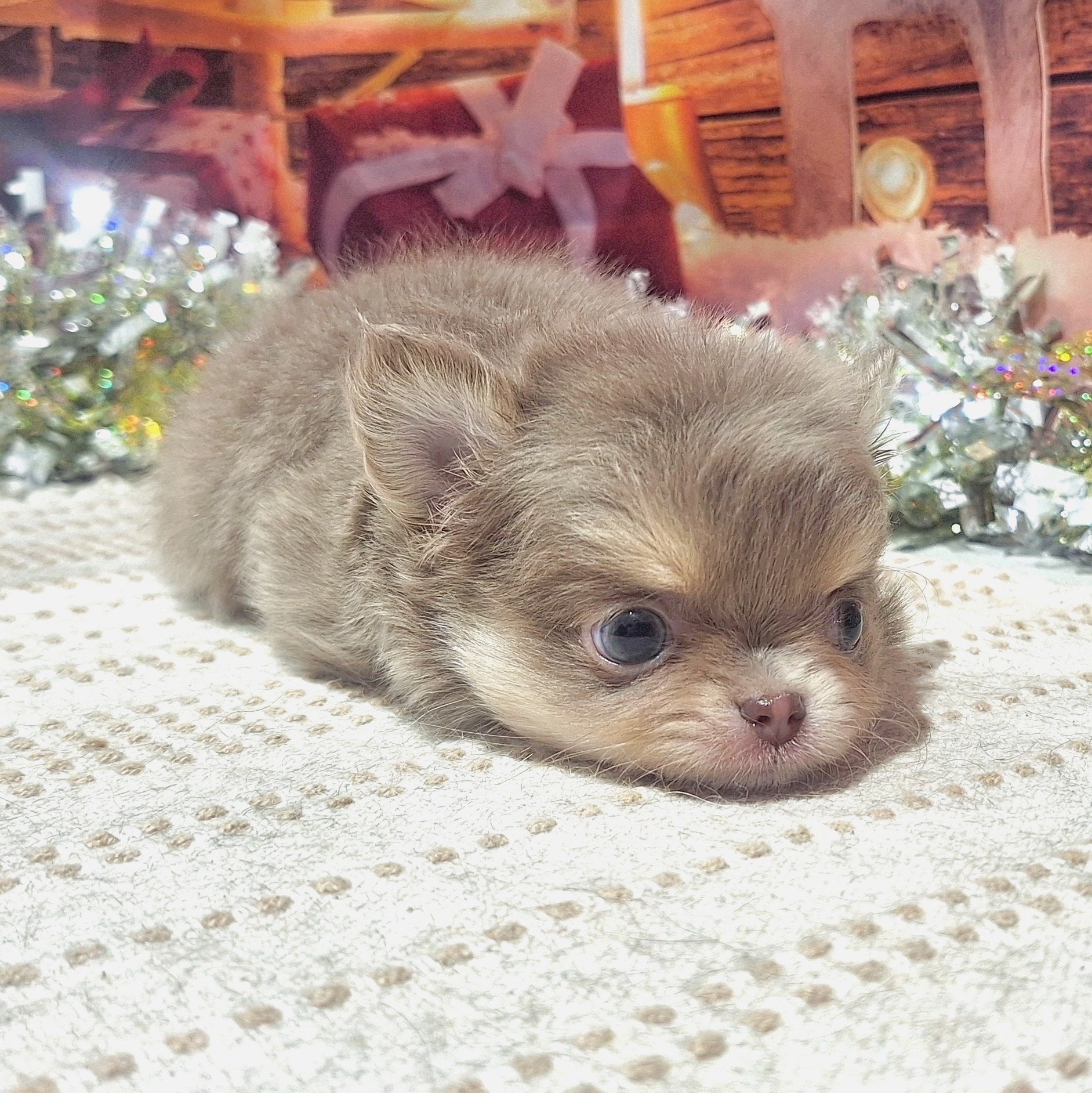 福岡県のチワワ(ロング) (犬の家＆猫の里トリアス久山店/2025年10月12日生まれ/男の子/イザベラタンホワイト)の子犬の3枚目の画像