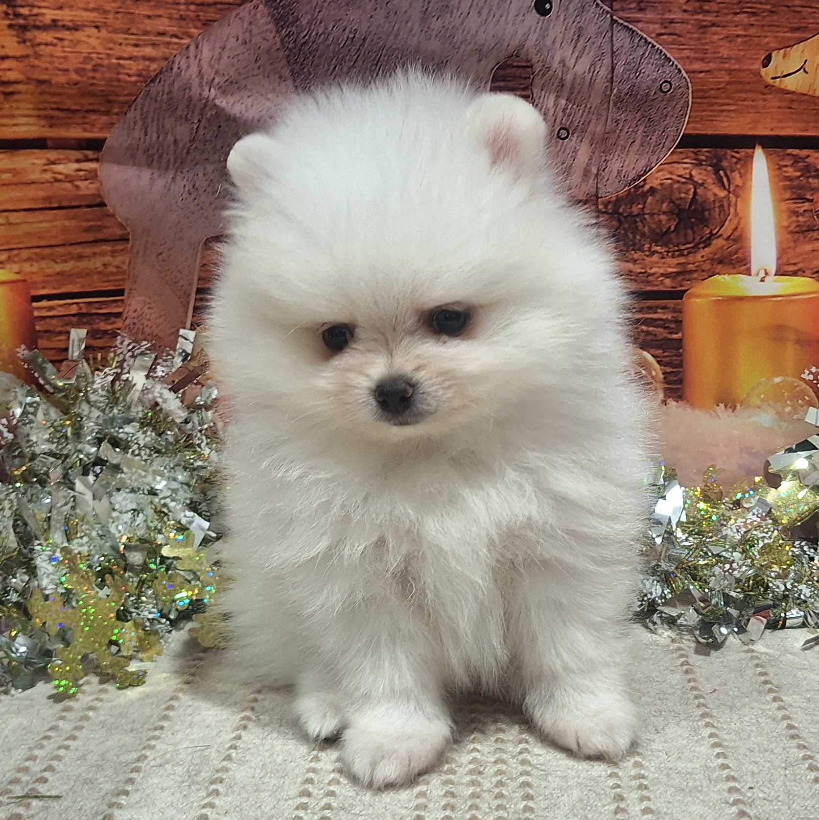 福岡県のポメラニアン (犬の家＆猫の里トリアス久山店/2025年10月13日生まれ/女の子/ホワイト)の子犬の3枚目の画像