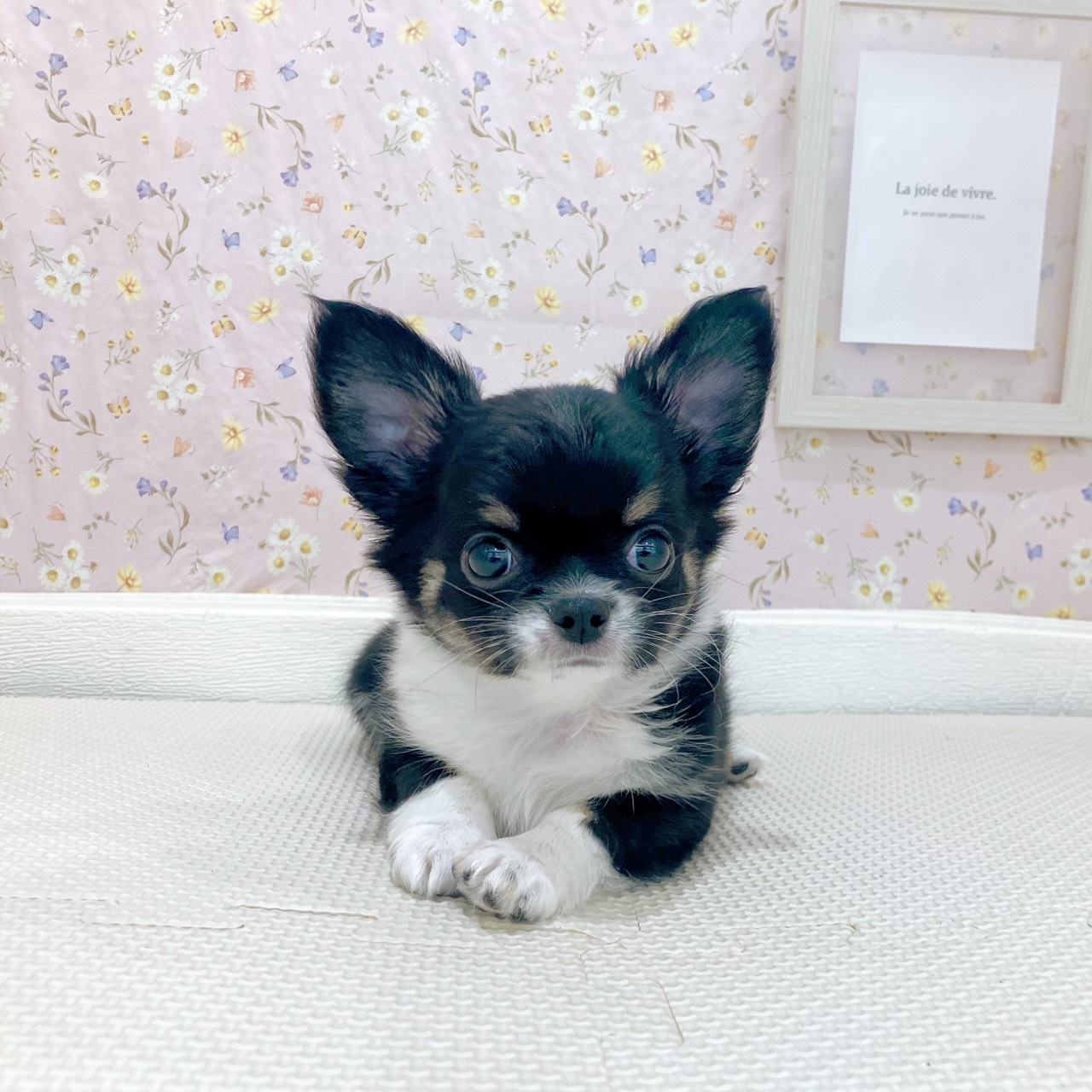 チワワ(ロング)男の子の写真