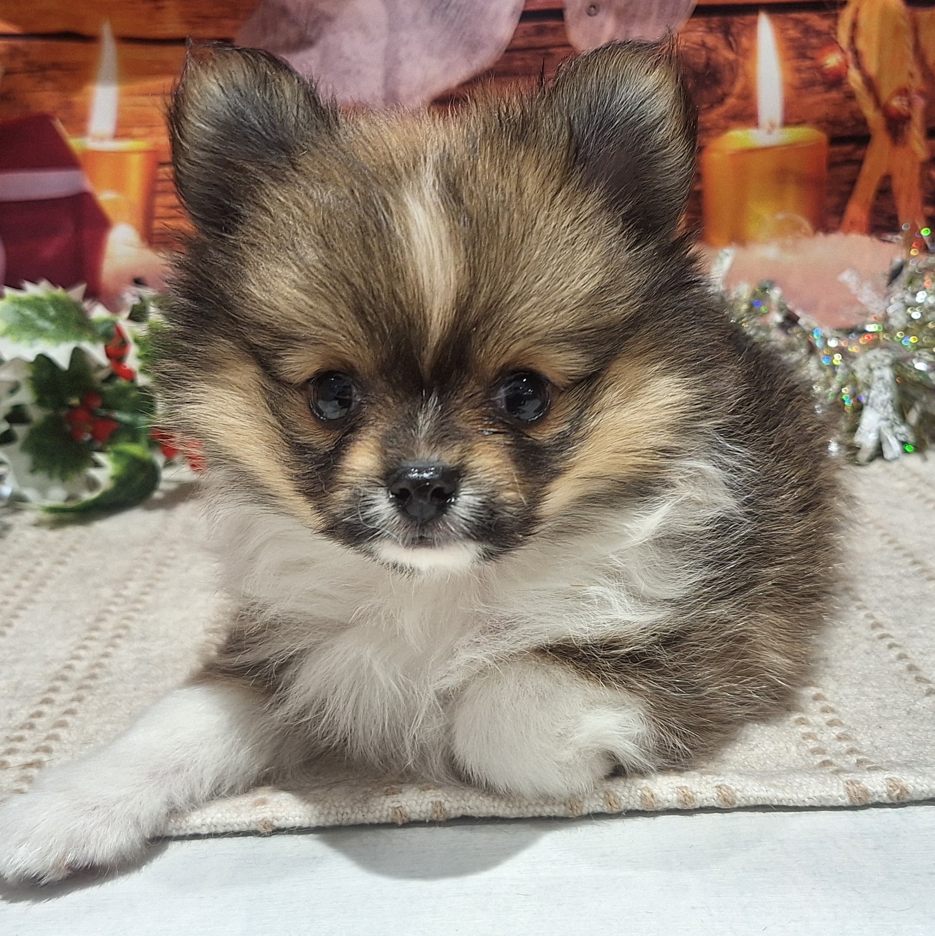 福岡県のポメチワ/チワポメ/ポメチー(ポメラニアン×チワワ) (犬の家＆猫の里トリアス久山店/2025年10月13日生まれ/女の子/パーティーカラー)の子犬の3枚目の画像