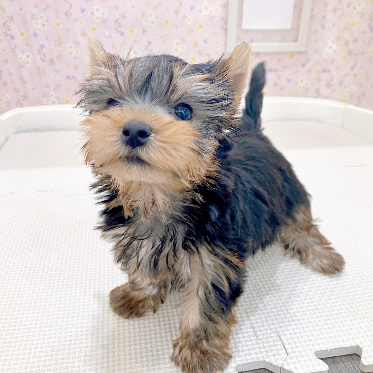 石川県のヨークシャーテリア (犬の家＆猫の里金沢店/2025年10月14日生まれ/男の子/スチールブルータン)の子犬の3枚目の画像