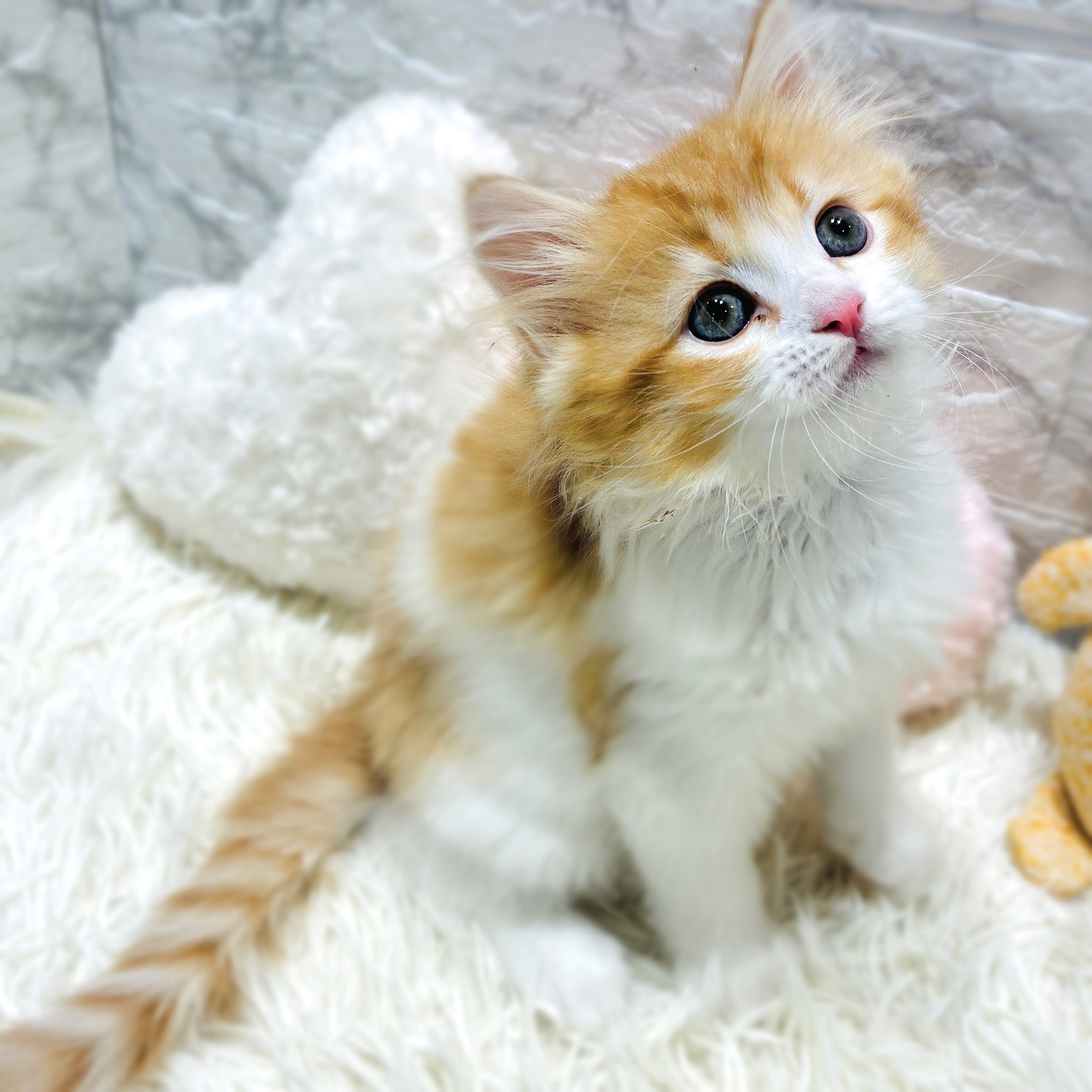 愛知県のスコティッシュストレート (犬の家＆猫の里MiO香久山店/2025年10月14日生まれ/男の子/レッドタビーホワイト)の子猫の3枚目の画像