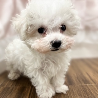 兵庫県のハーフ犬・ミックス犬 (犬の家＆猫の里カナート西神戸店/2025年10月14日生まれ/女の子/ホワイト)の子犬の3枚目の画像