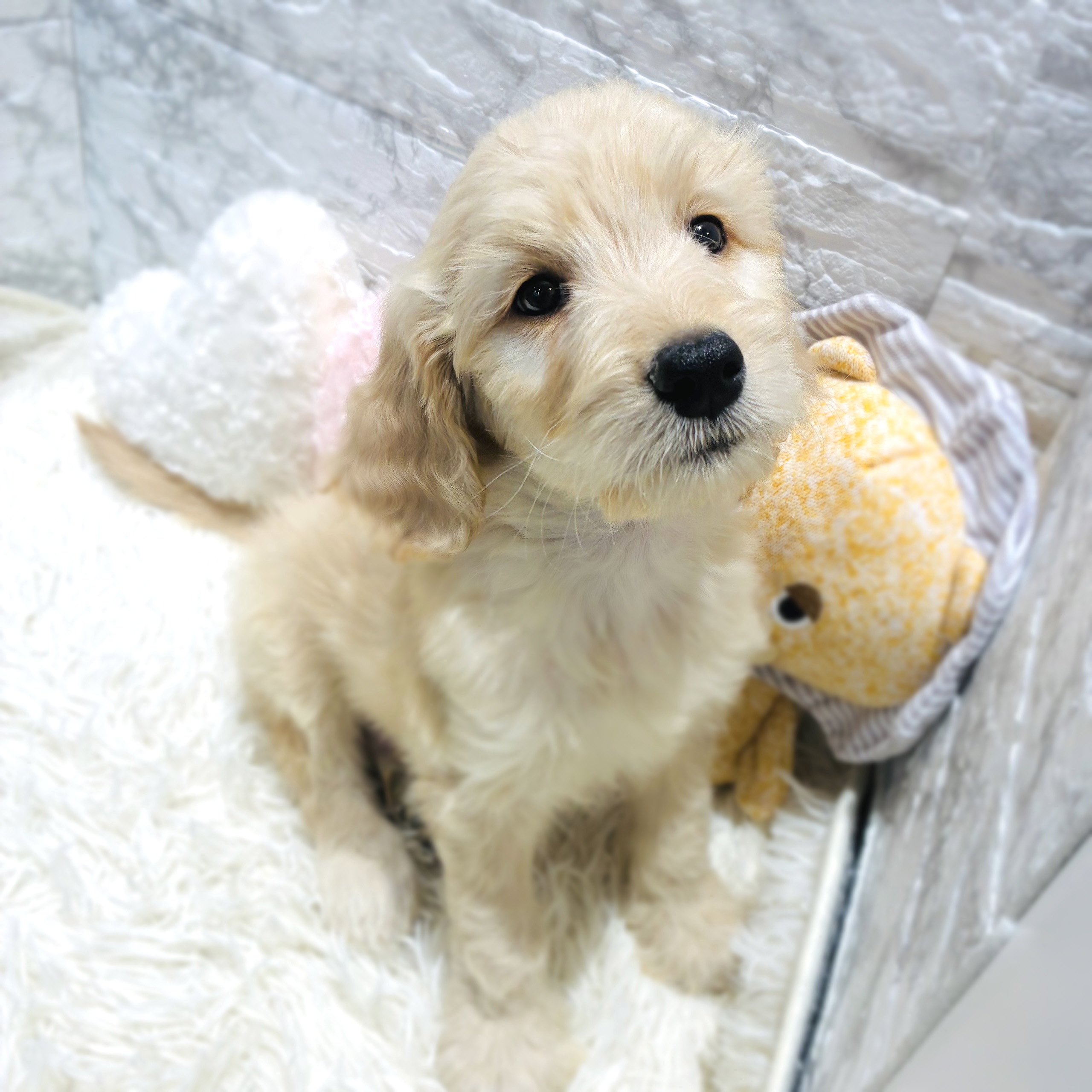 愛知県のゴールデンドゥードゥル(ゴールデン×プードル) (犬の家＆猫の里MiO香久山店/2025年10月15日生まれ/男の子/クリーム)の子犬の3枚目の画像