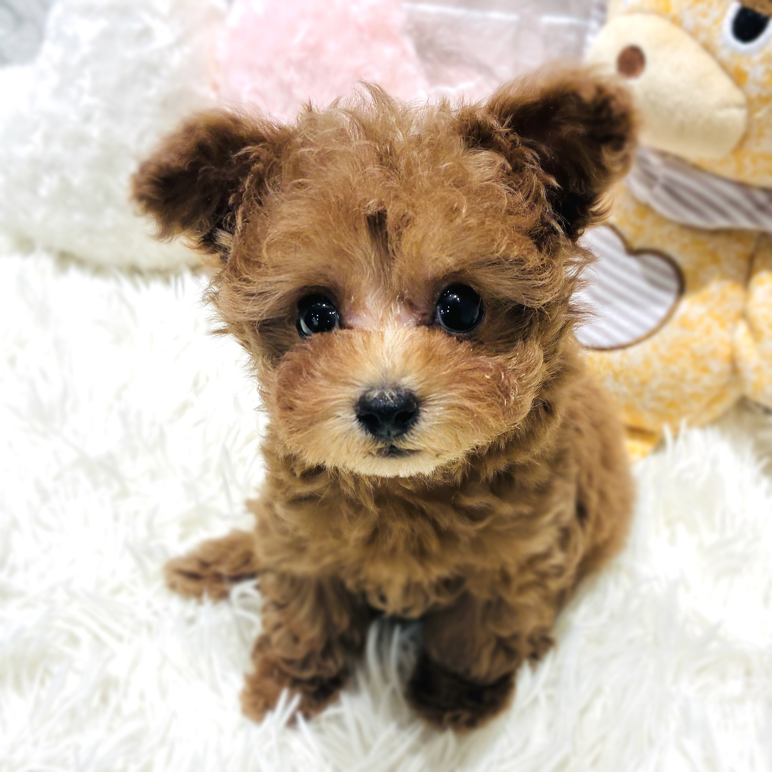 愛知県のトイプードル(ティーカップ) (犬の家＆猫の里MiO香久山店/2025年10月9日生まれ/女の子/レッド)の子犬の3枚目の画像