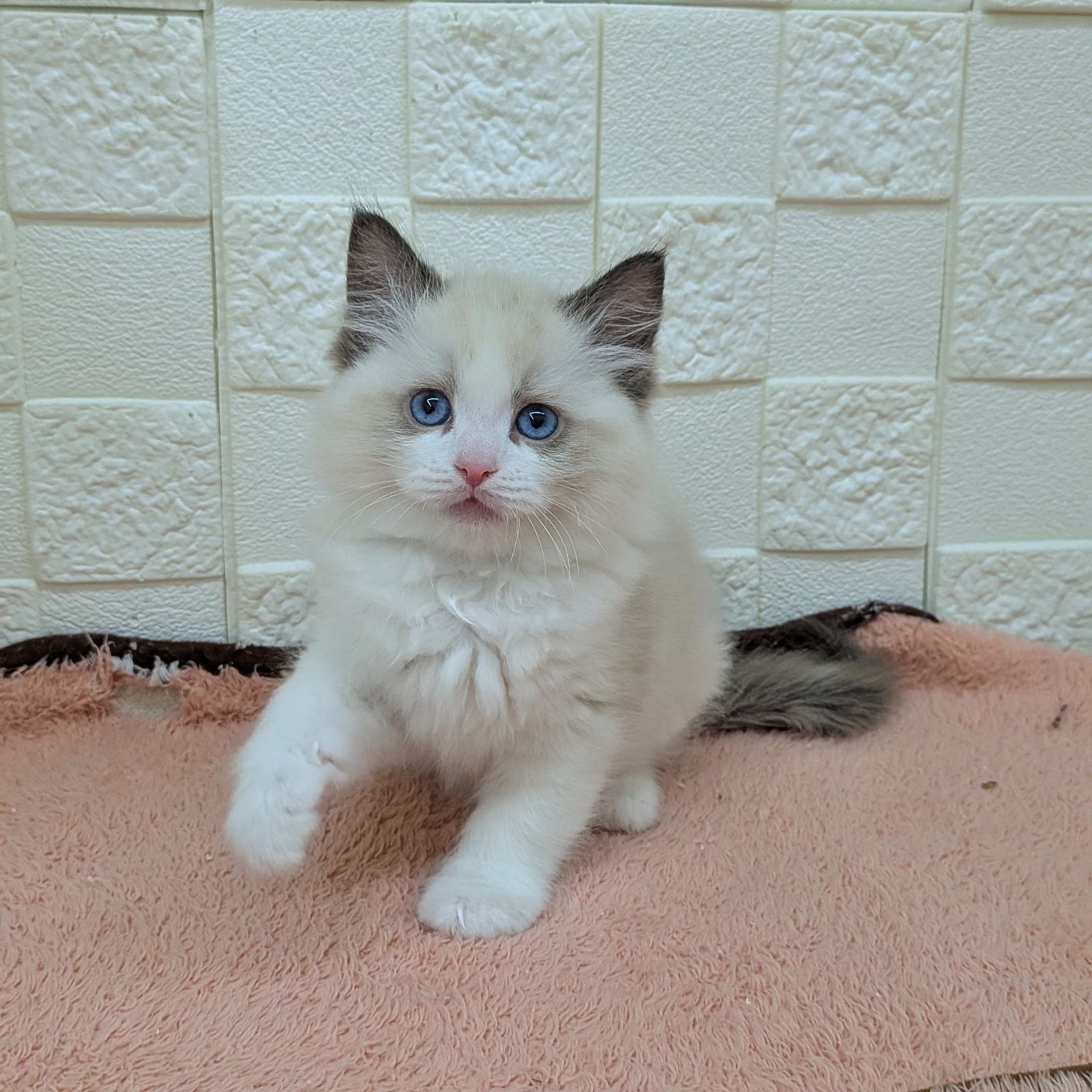 愛知県のラグドール (犬の家＆猫の里碧南店/2025年10月13日生まれ/男の子/シールポイントバイカラー)の子猫の3枚目の画像