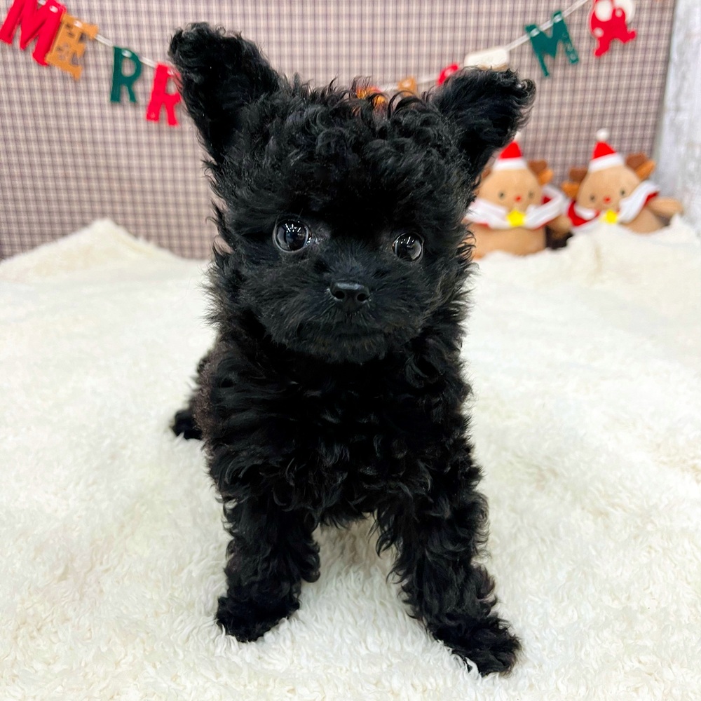愛知県のチワプー/プーチー(チワワ×プードル) (犬の家＆猫の里エアポートウォーク店/2025年10月13日生まれ/女の子/ブラック)の子犬の3枚目の画像