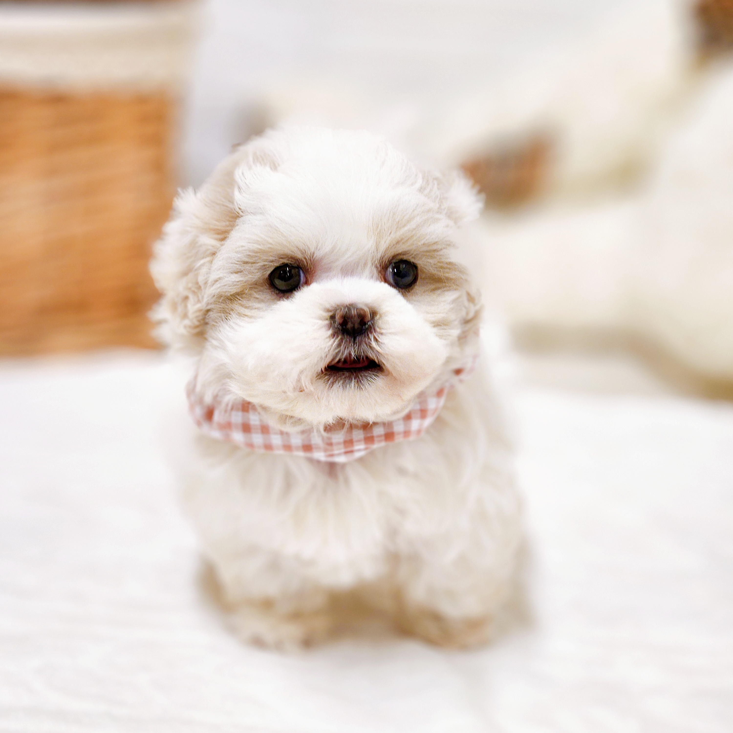 滋賀県のハーフ犬・ミックス犬 (犬の家＆猫の里近江八幡店/2025年10月15日生まれ/女の子/ホワイトクリーム)の子犬の3枚目の画像