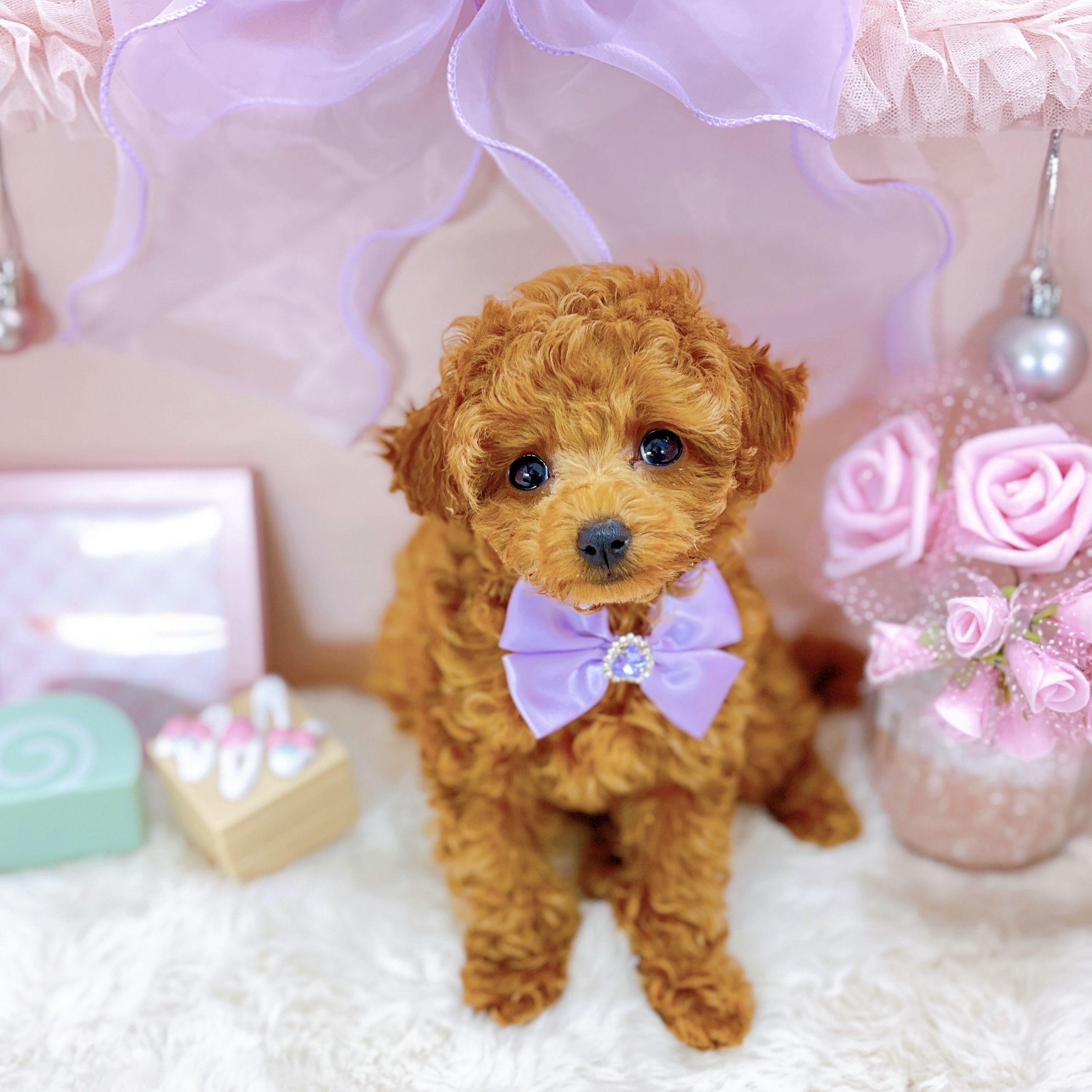 福井県のトイプードル(トイ) (犬の家＆猫の里アミーゴ福井大和田店/2025年10月13日生まれ/女の子/レッドフォーン)の子犬の3枚目の画像