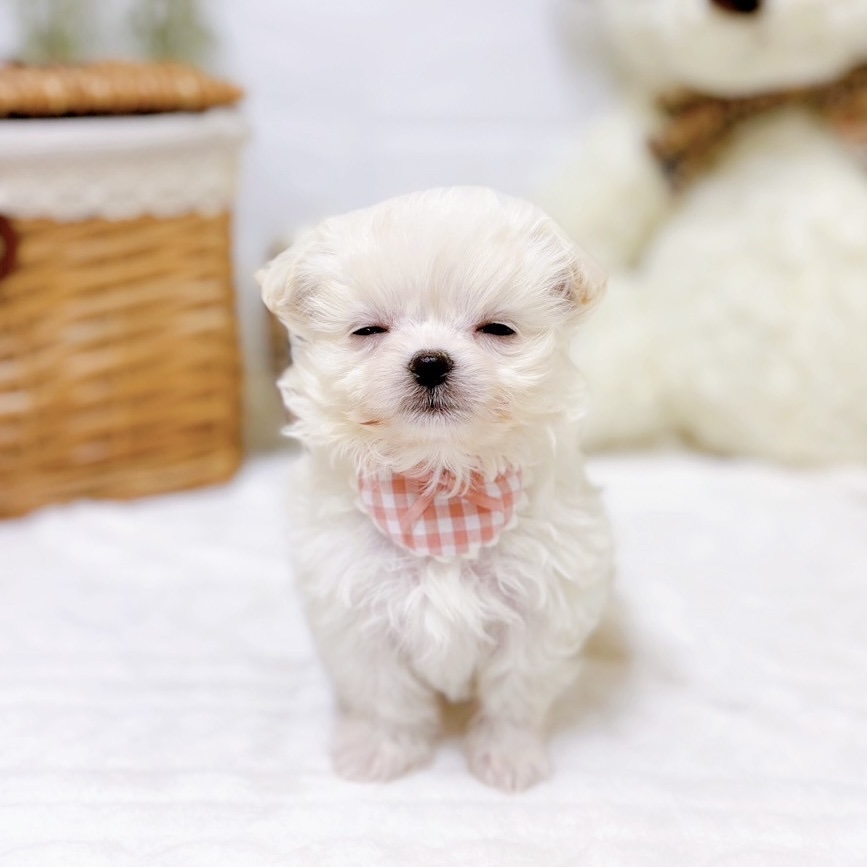 滋賀県のチワマル/マルチワ(チワワ×マルチーズ) (犬の家＆猫の里近江八幡店/2025年10月15日生まれ/女の子/クリーム)の子犬の3枚目の画像