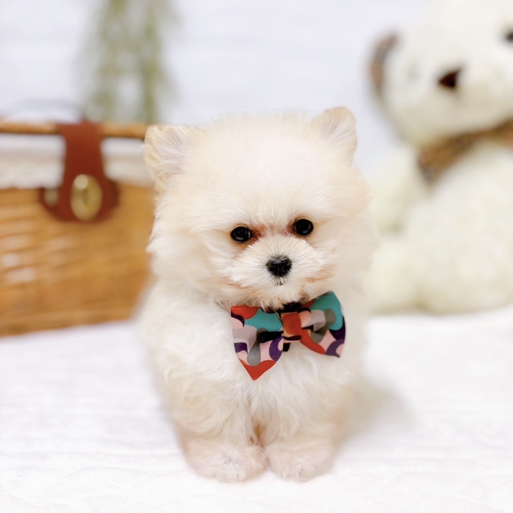 滋賀県のポメプー(ポメラニアン×プードル) (犬の家＆猫の里近江八幡店/2025年10月2日生まれ/男の子/クリーム)の子犬の3枚目の画像