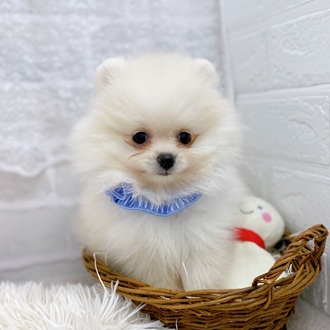 滋賀県のポメラニアン (犬の家＆猫の里長浜店/2025年10月14日生まれ/女の子/クリーム)の子犬の3枚目の画像