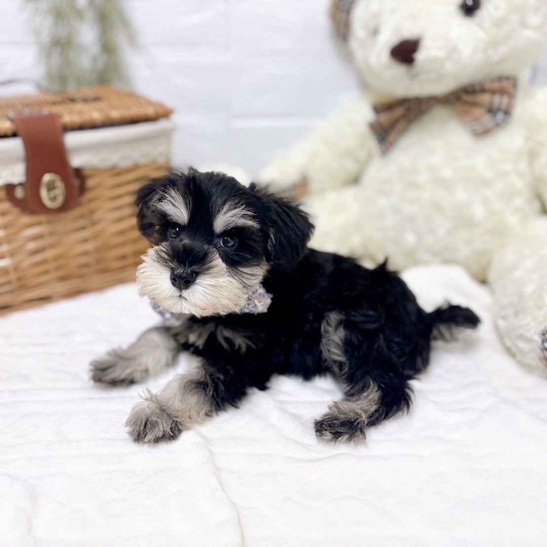 滋賀県のミニチュアシュナウザー (犬の家＆猫の里近江八幡店/2025年10月11日生まれ/男の子/ブラックシルバー)の子犬の3枚目の画像