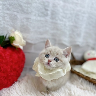 滋賀県のスコティッシュフォールド (犬の家＆猫の里長浜店/2025年10月12日生まれ/男の子/クリームタビー)の子猫の3枚目の画像