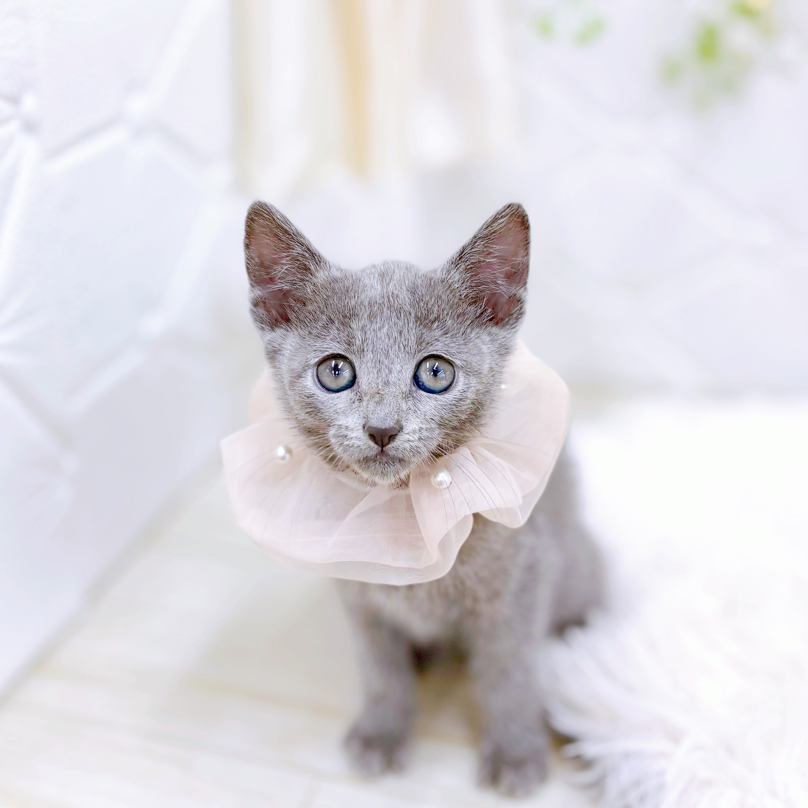 福井県のロシアンブルー ブルー 女の子のご紹介(197420) | ペット