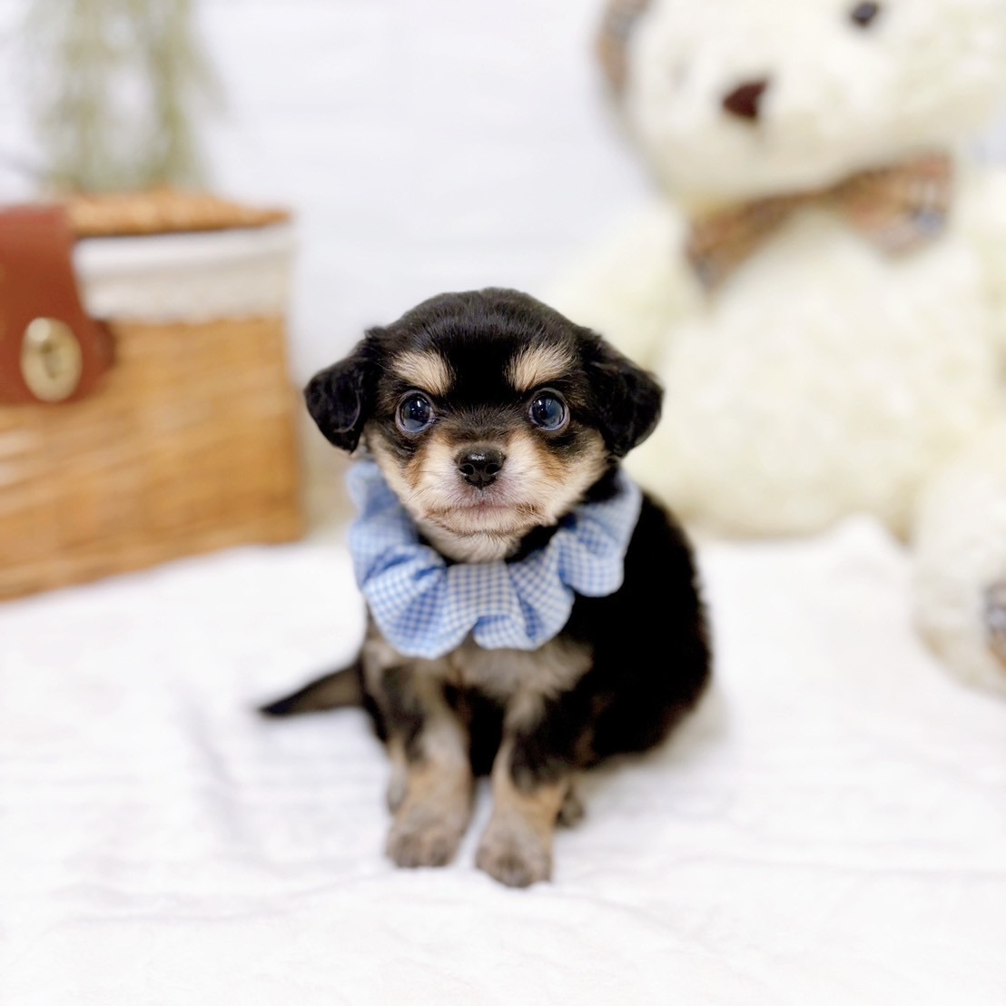 滋賀県のチワックス(チワワ×ダックス) (犬の家＆猫の里近江八幡店/2025年10月14日生まれ/男の子/ブラッククリーム)の子犬の3枚目の画像