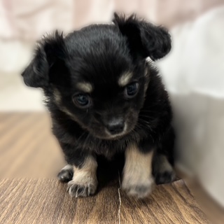 兵庫県のチワックス(チワワ×ダックス) (犬の家＆猫の里カナート西神戸店/2025年10月14日生まれ/女の子/ブラッククリーム)の子犬の3枚目の画像