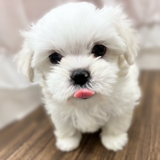 兵庫県のペキマル/マルペキ(ペキニーズ×マルチーズ) (犬の家＆猫の里カナート西神戸店/2025年10月14日生まれ/女の子/パーティーカラー)の子犬の3枚目の画像