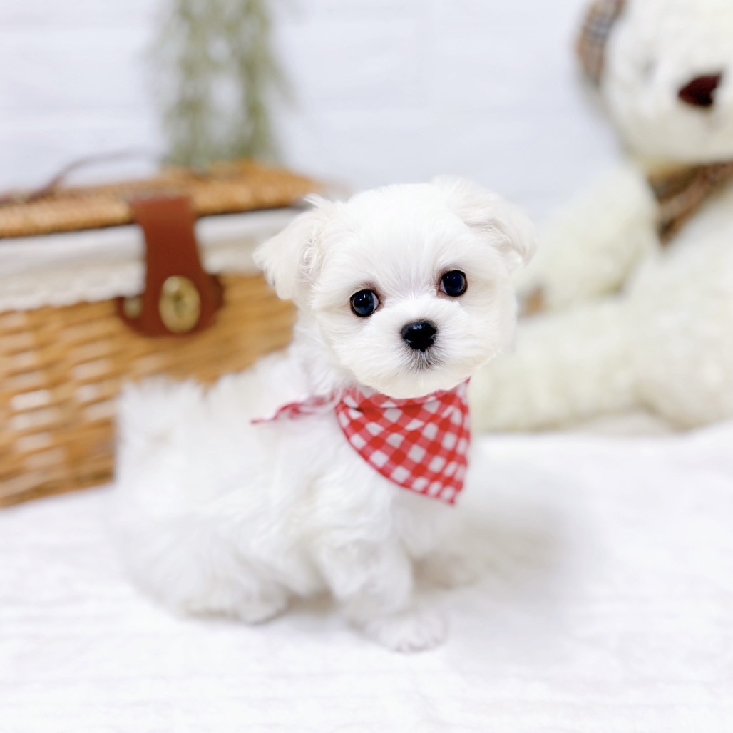 滋賀県のマルチーズ (犬の家＆猫の里近江八幡店/2025年10月15日生まれ/女の子/ホワイト)の子犬の3枚目の画像